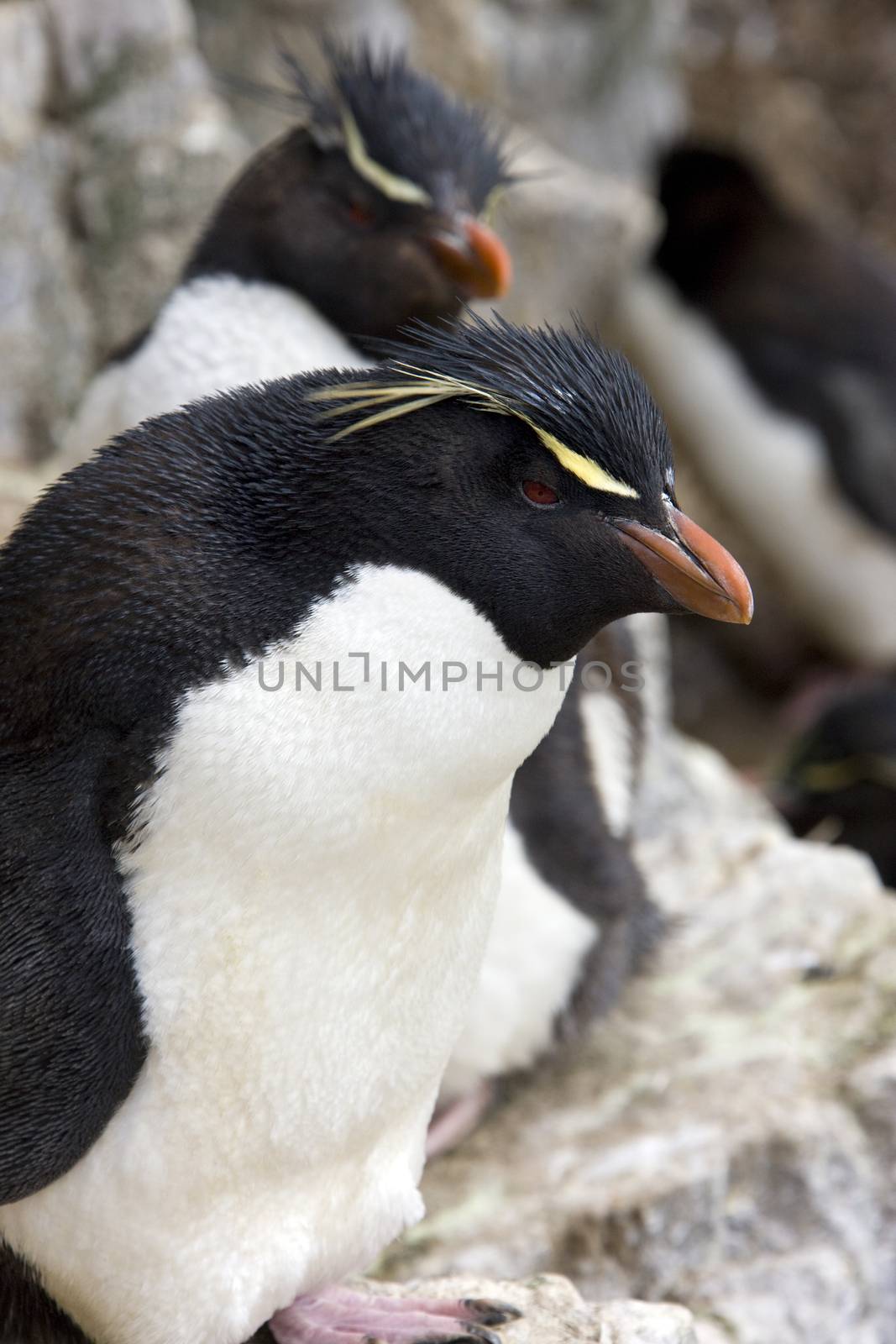 Rockhopper Penguin (Eudyptes Chrysocome) on Pebble Island in West Falkland in The Falkland Islands