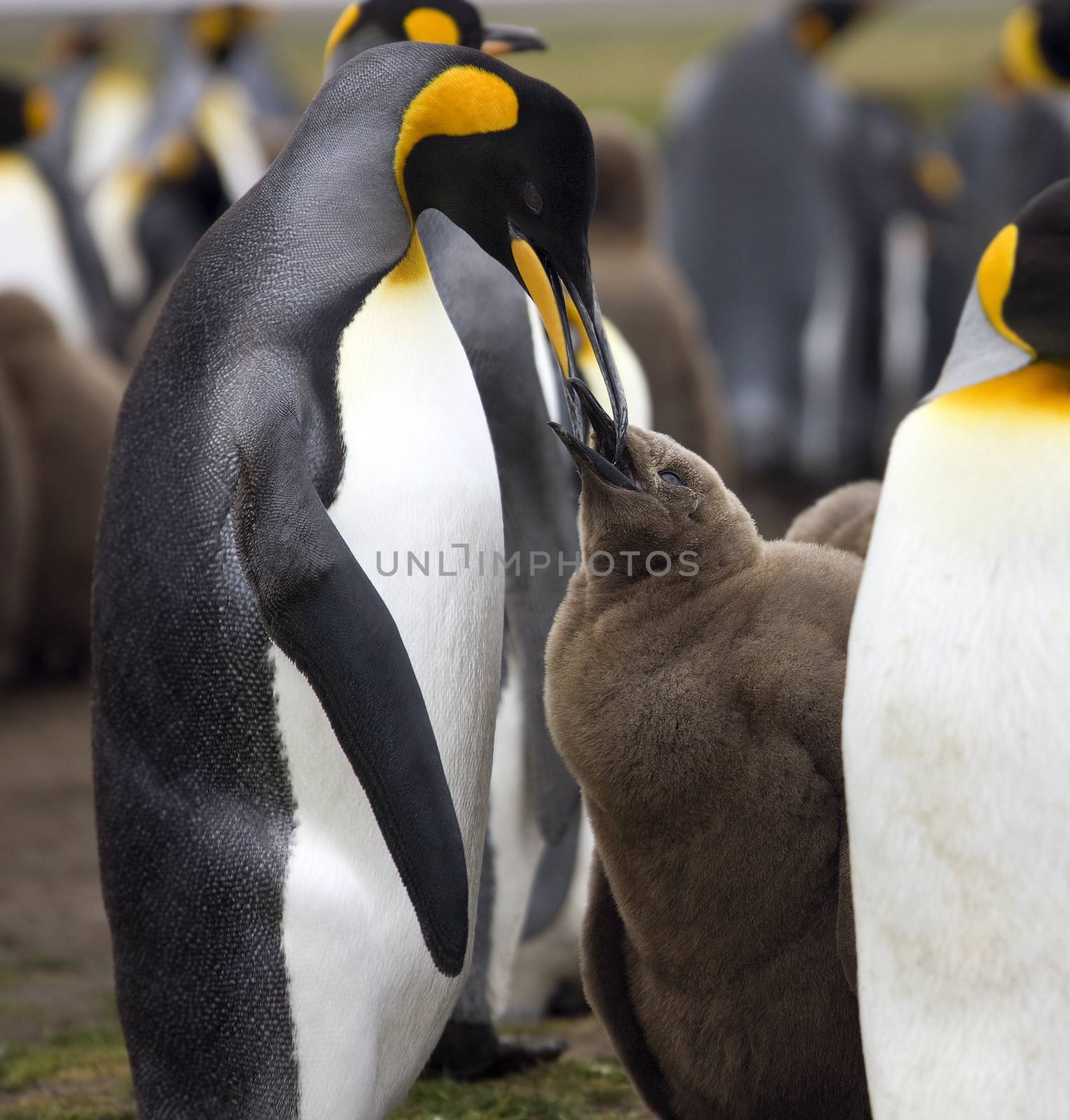 King Penguin feeding chick (Aptenodytes patagonicus) - Volunteer Point in the Falkland Islands