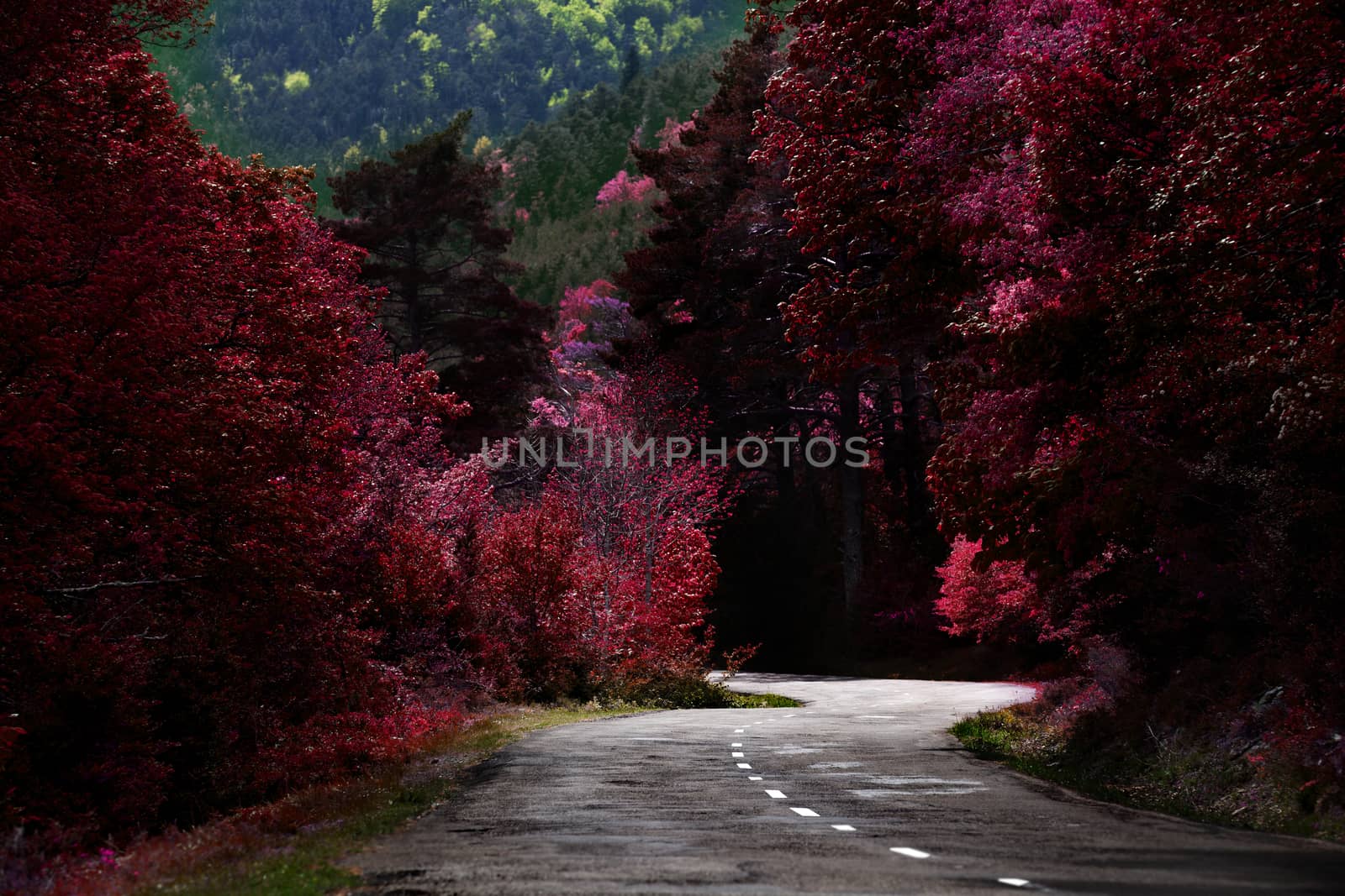  Road trip or ride between mountains with trees