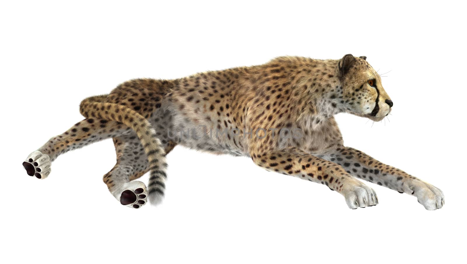 3D digital render of a big cat cheetah isolated on white background