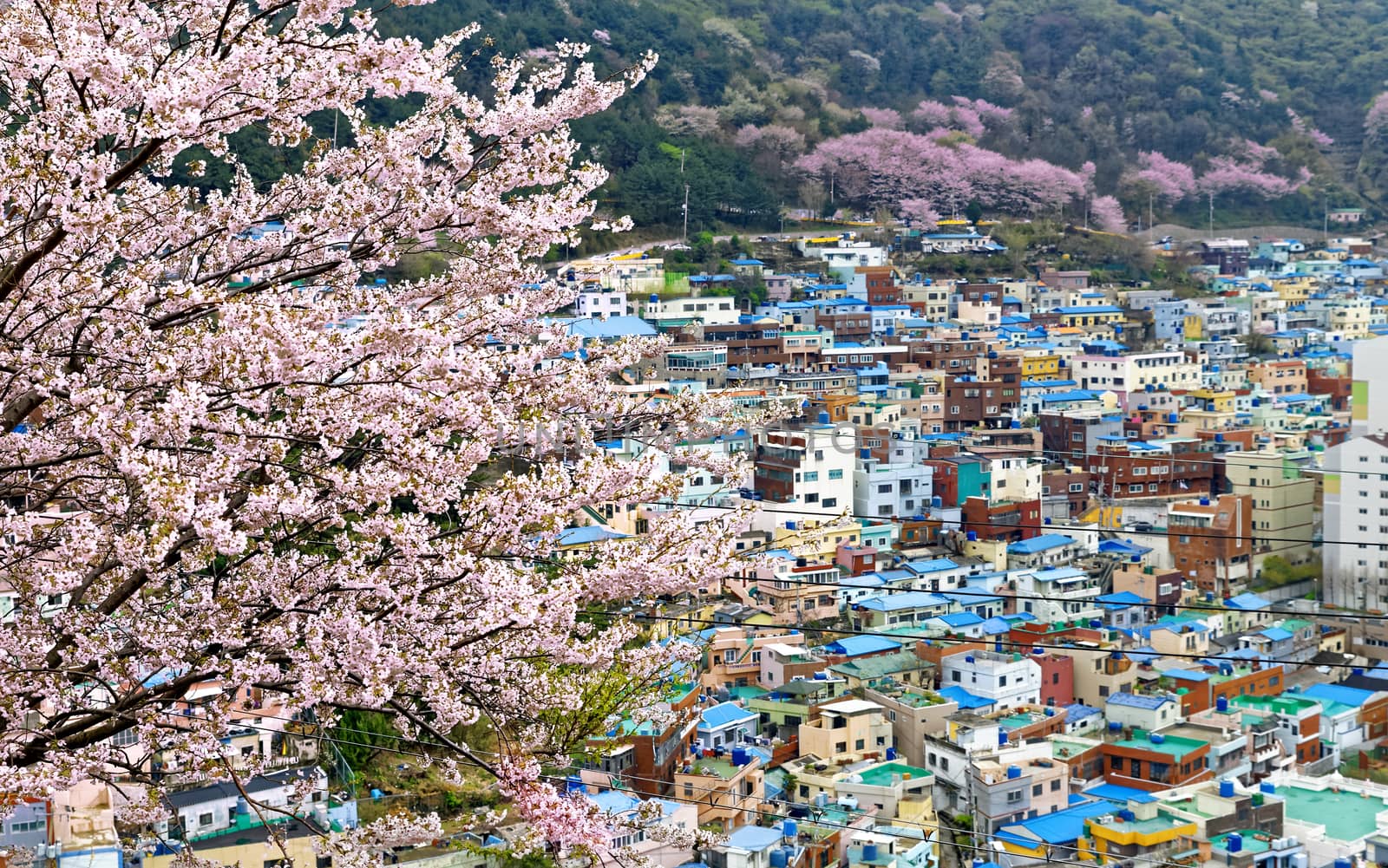 Sakura tree at Gamcheon Culture Village, Busan, South Korea.