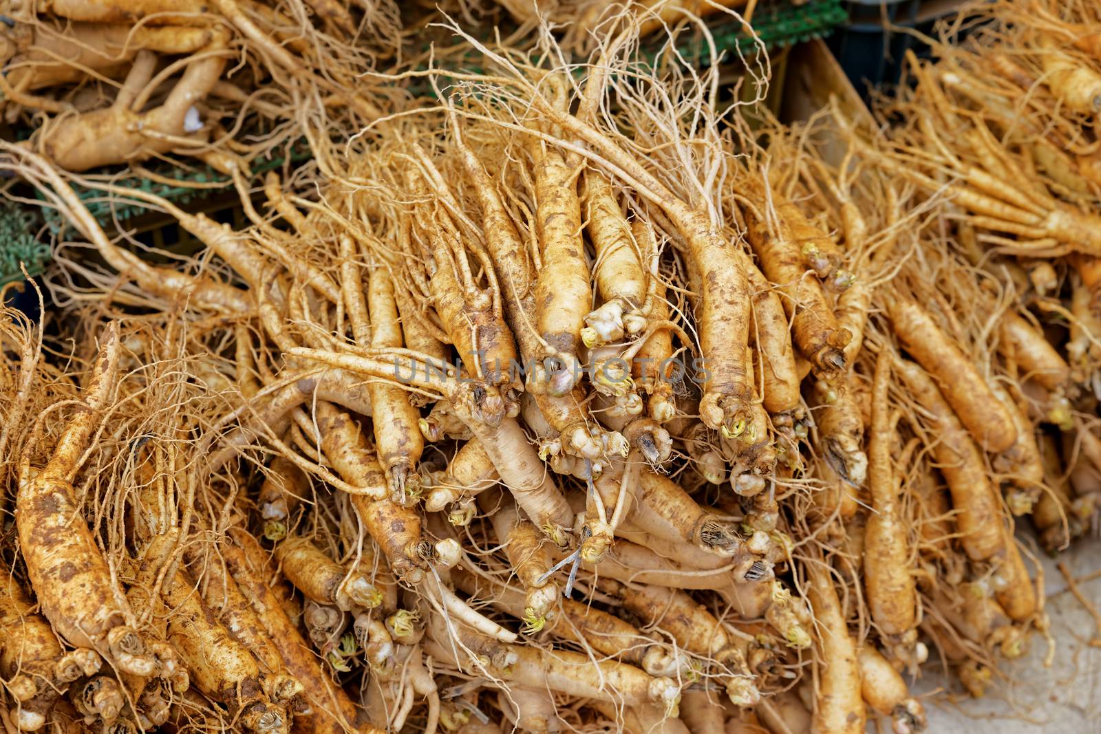 crowd of real ginseng from the North of Korean Republic