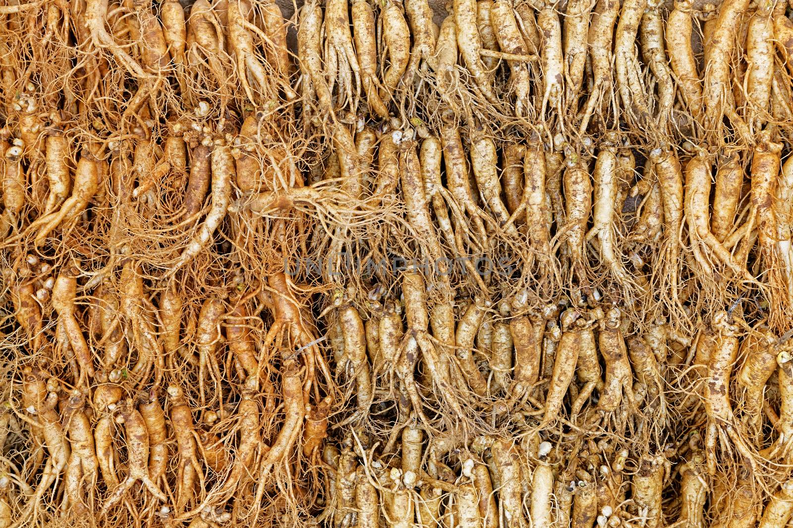 crowd of real ginseng from the North of Korean Republic