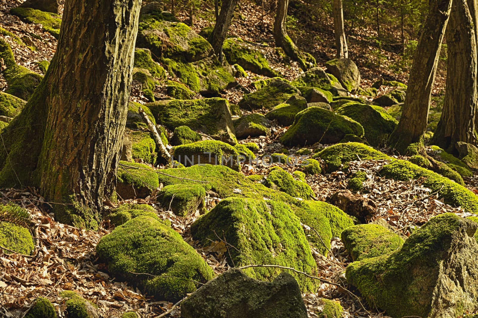 The primeval forest with mossed boulders