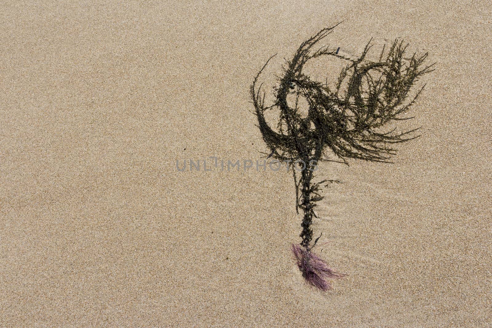 Seaweed in the sand by lasseman