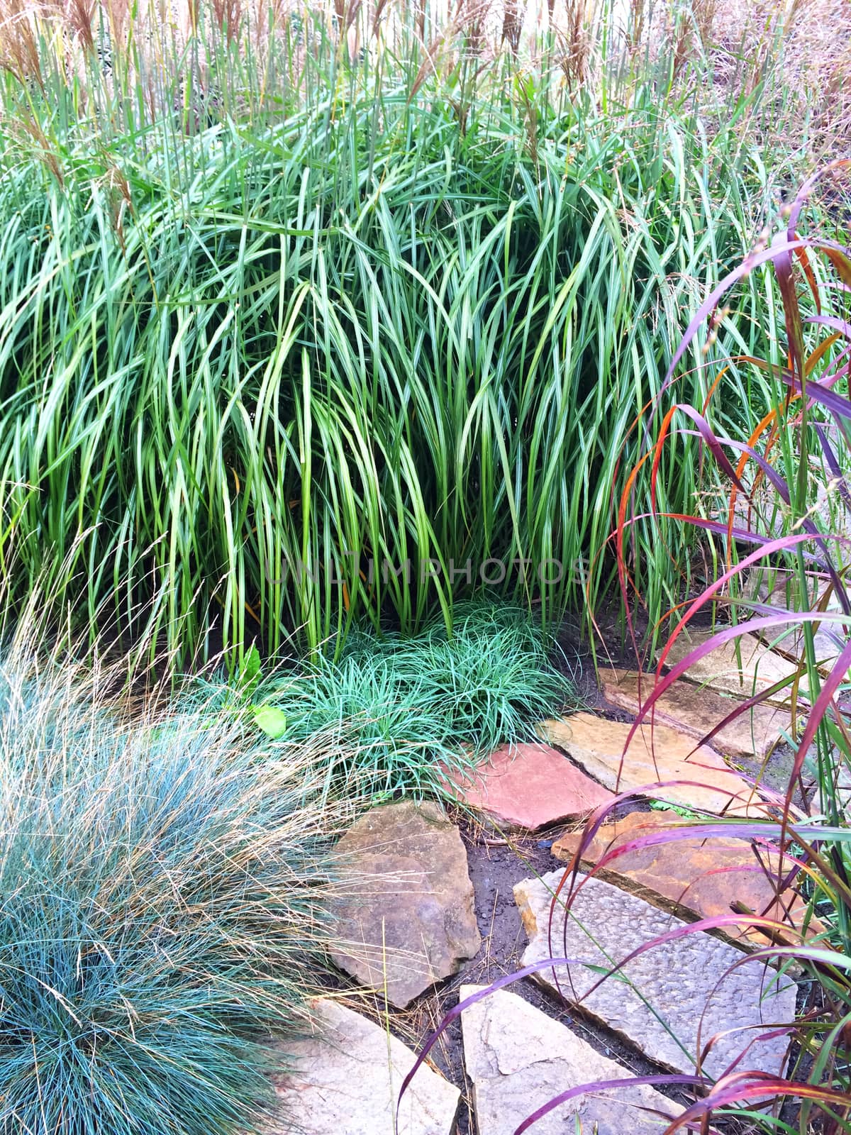 Decorative grass and stone path in the summer garden.