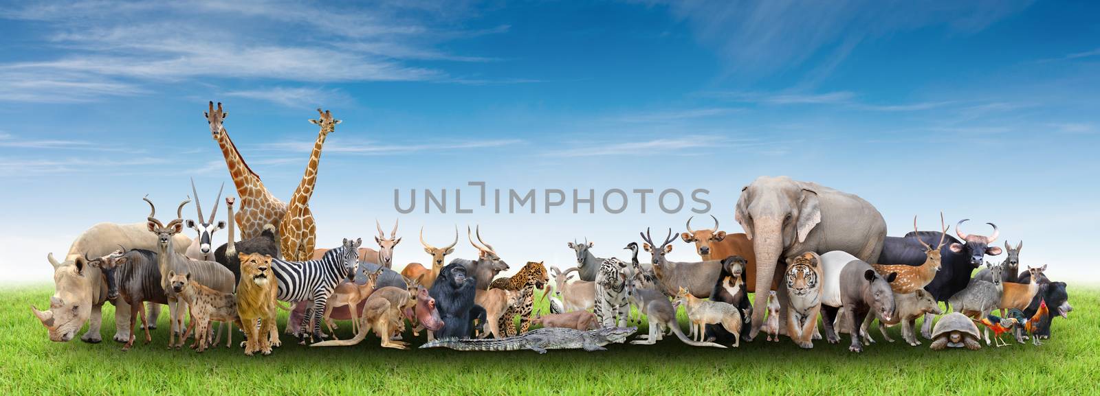 animal of the world with fresh green grass and blue sky