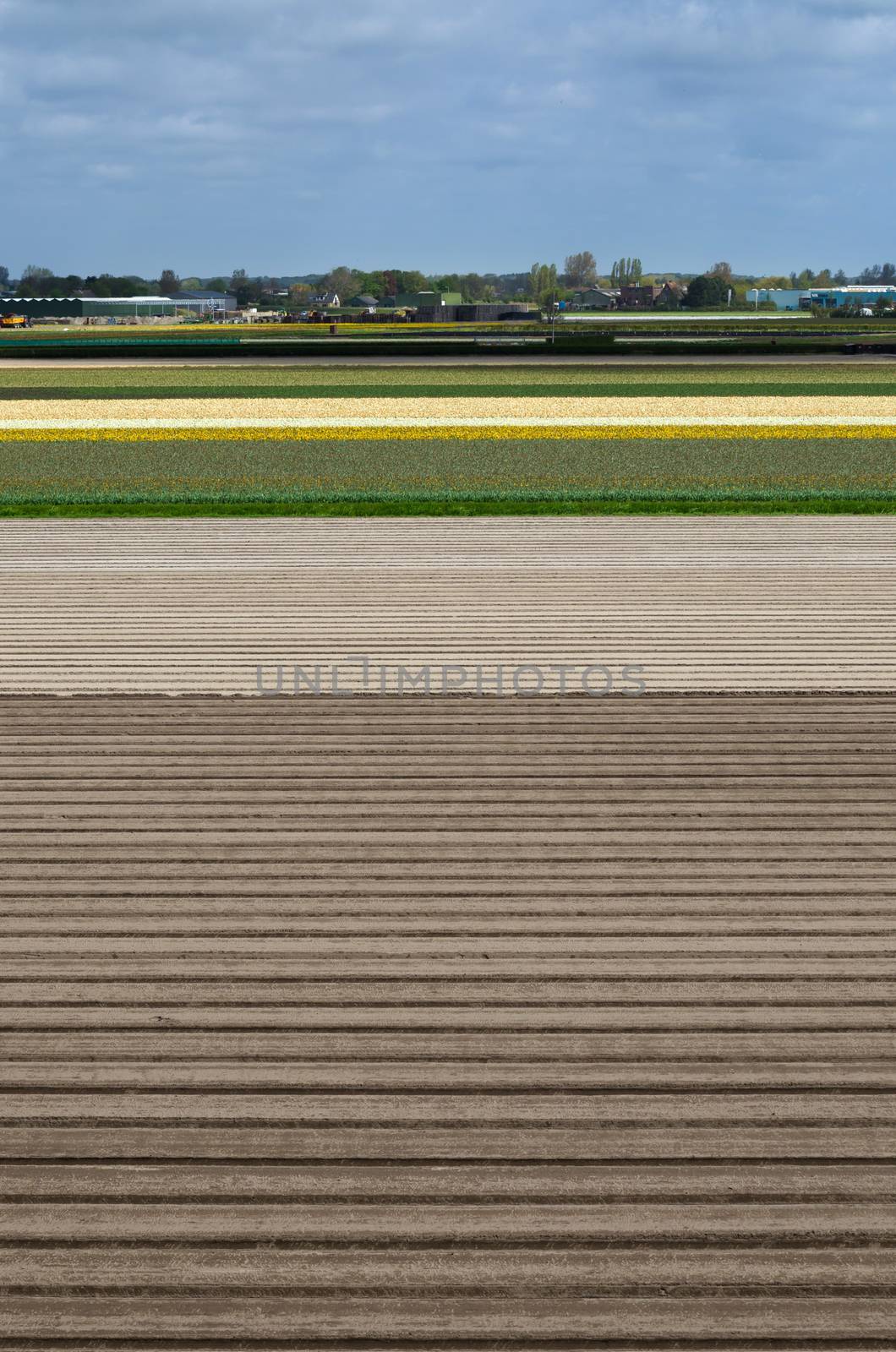Dutch flowerbed after harvest in Lisse, Netherlands