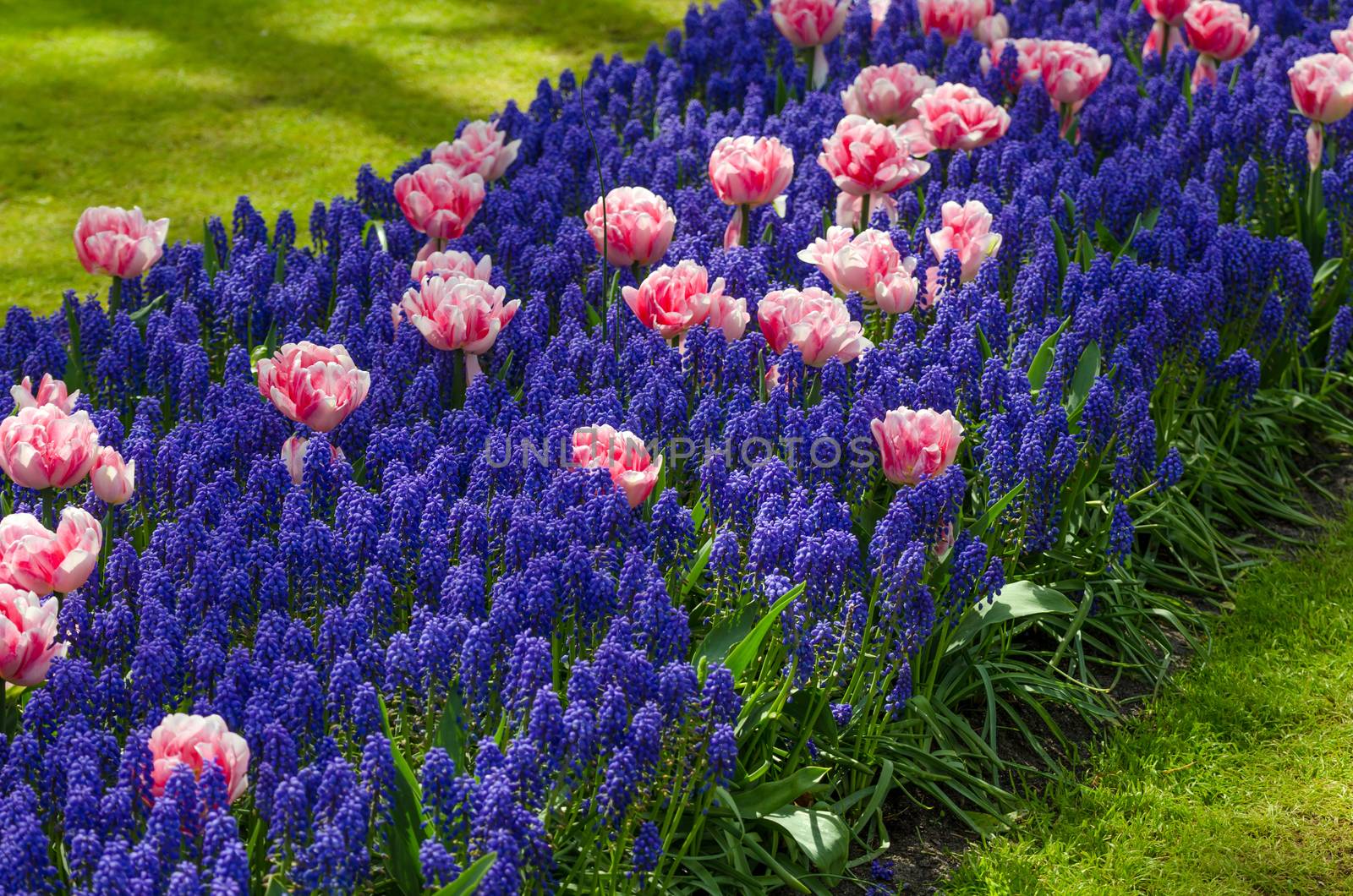 Spring flowers in Keukenhof garden, Netherlands