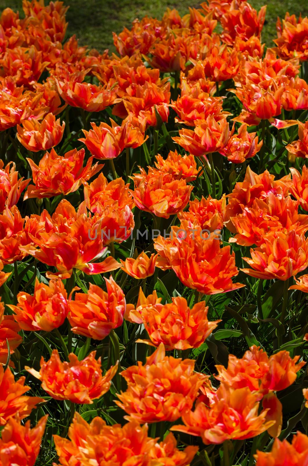 Orange tulips in Keukenhof, Lisse by siraanamwong