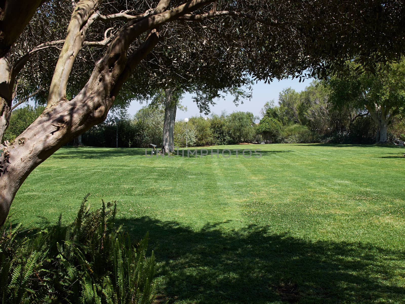 Green grass lawn field in big Mediterranean style design garden