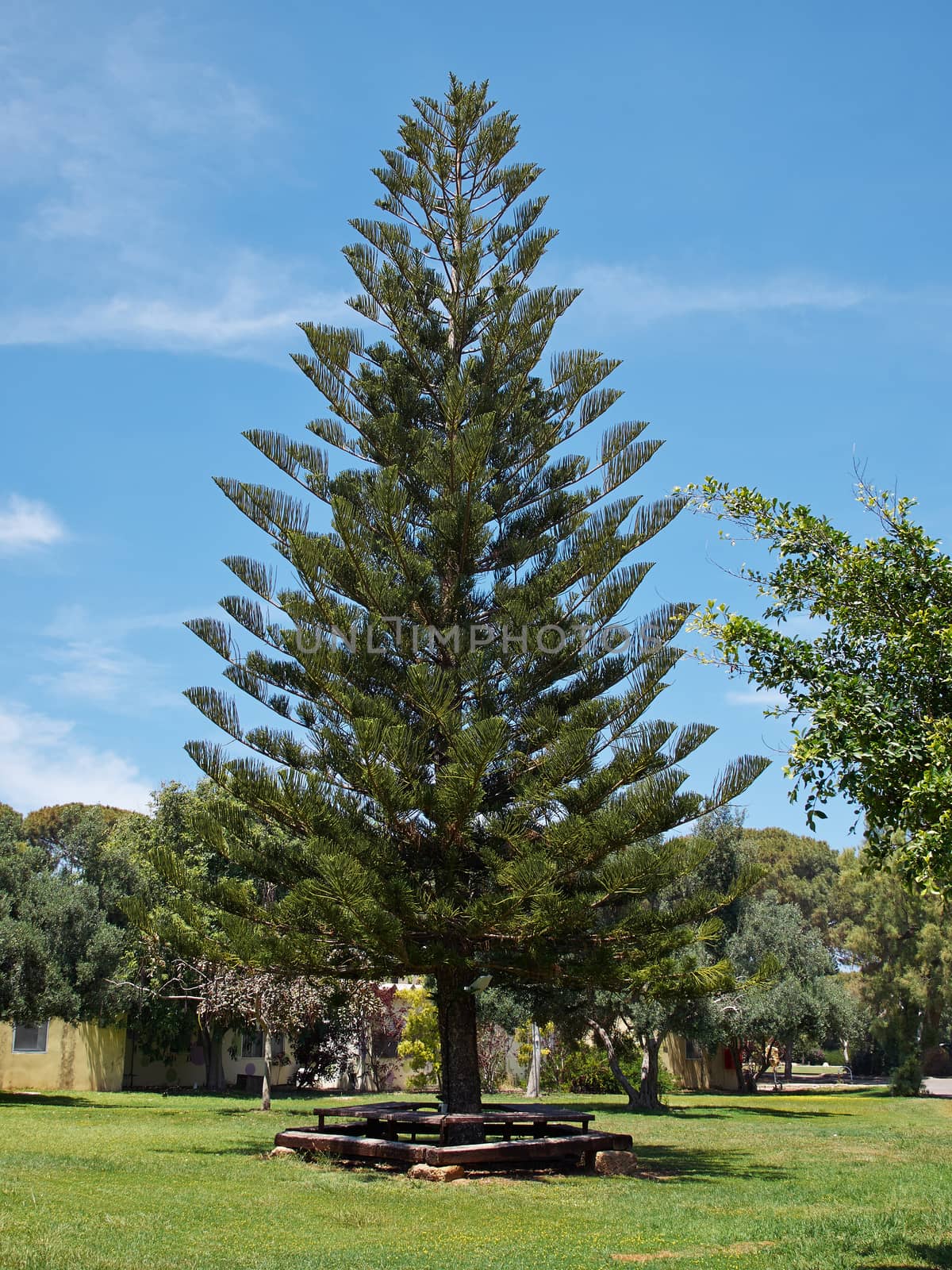 Fresh tall pine tree by Ronyzmbow