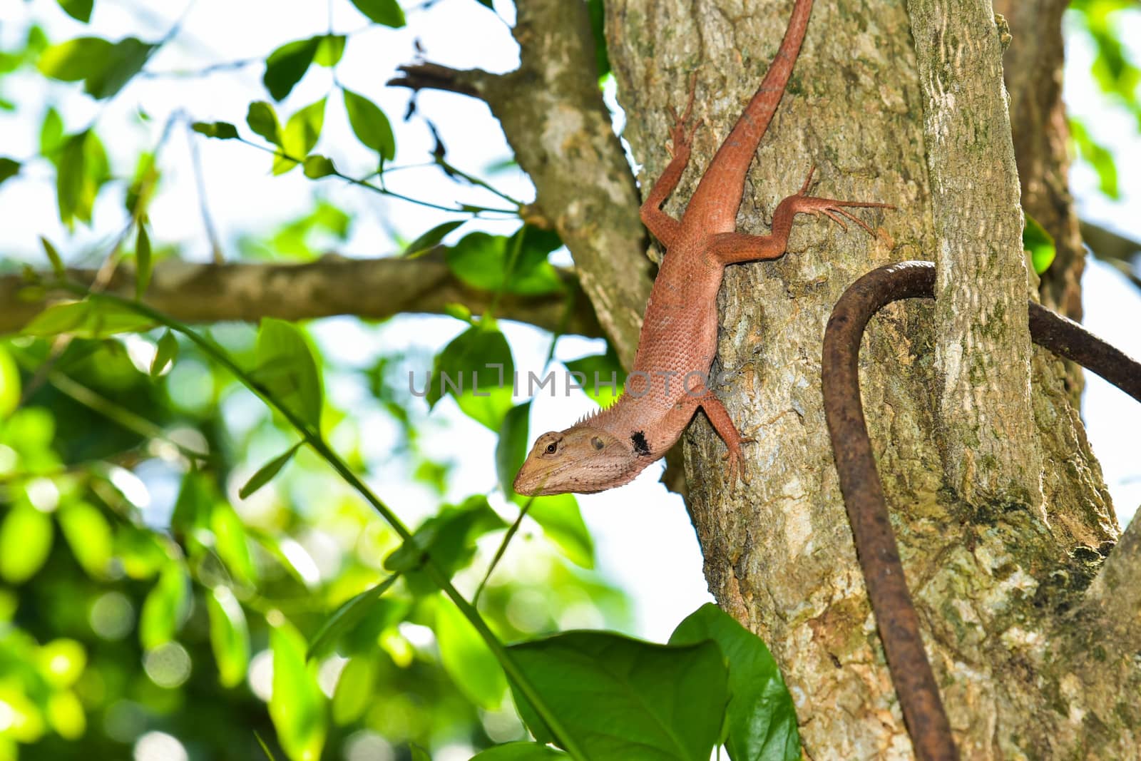 The red chameleon