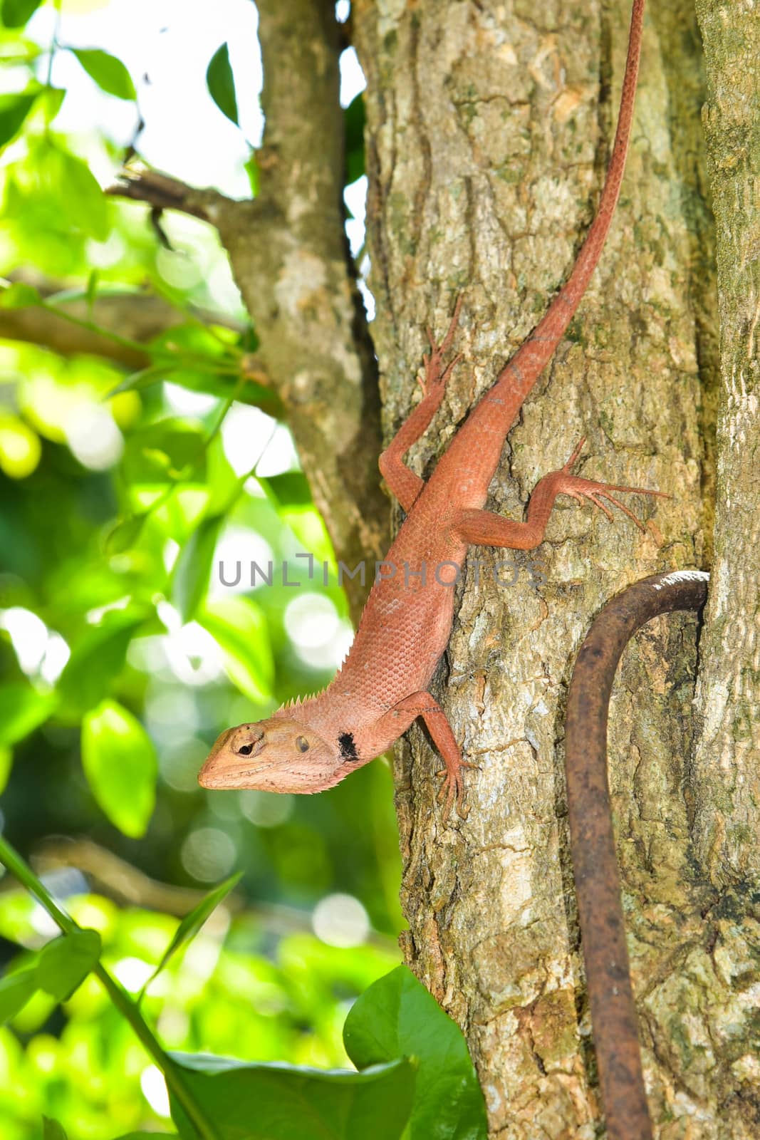 The red chameleon