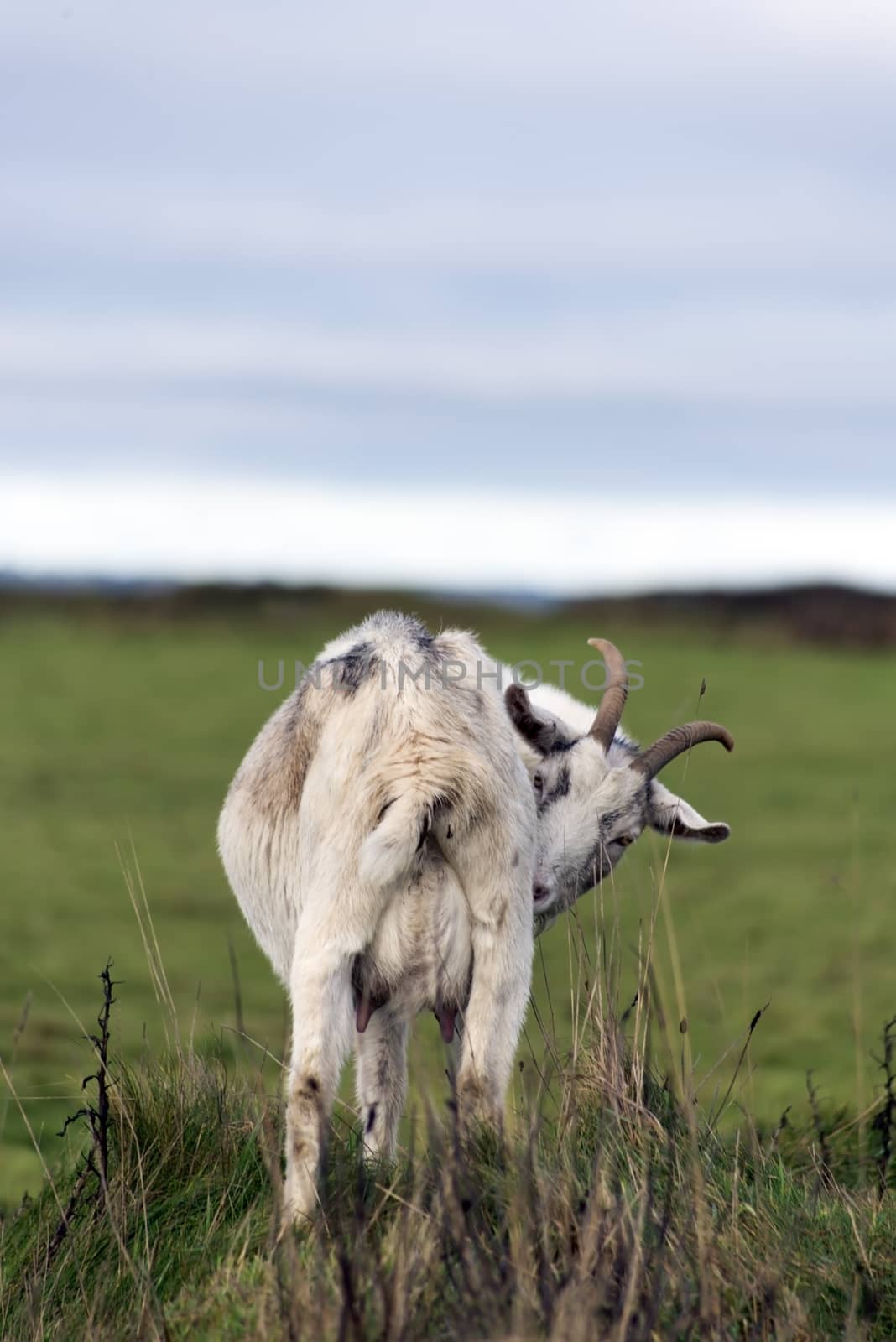 wild goat turning around to take a look