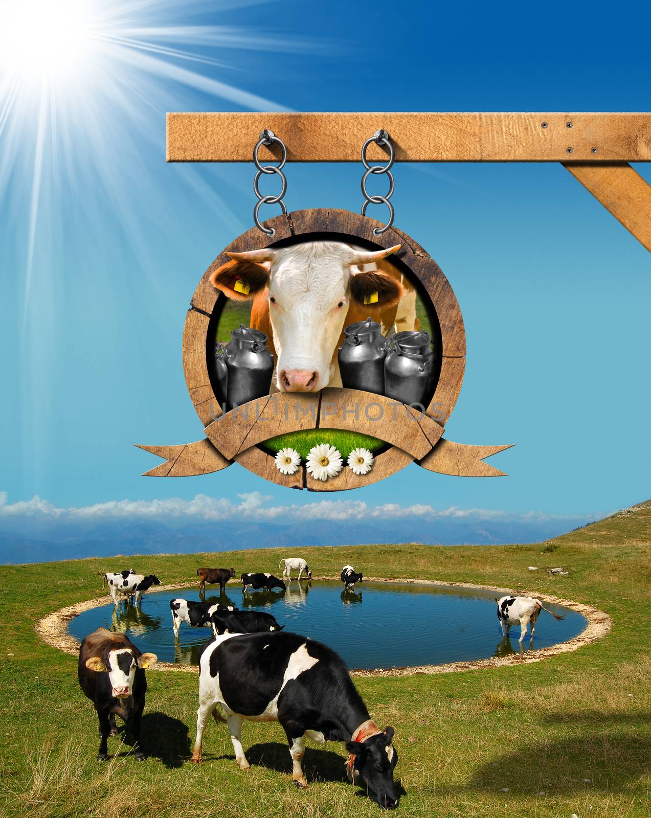 Dairy products sign with head of cow, cans of milk, green grass and daisy flowers. Hanging from a metal chain, on mountain landscape with grazing cows