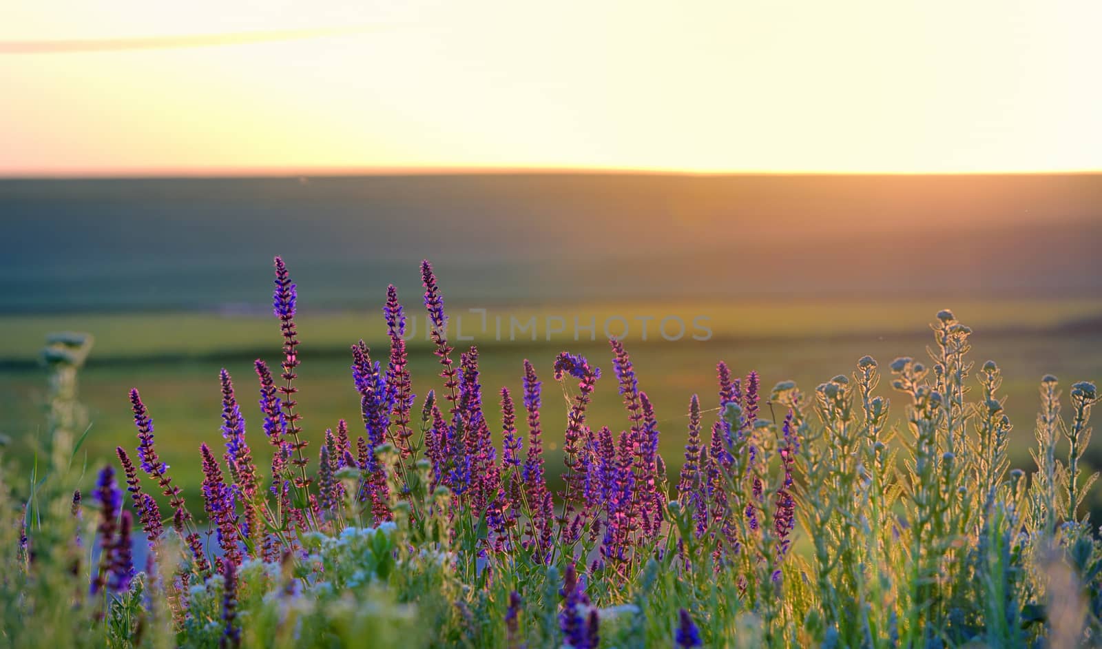 violet flowers on field at sunset