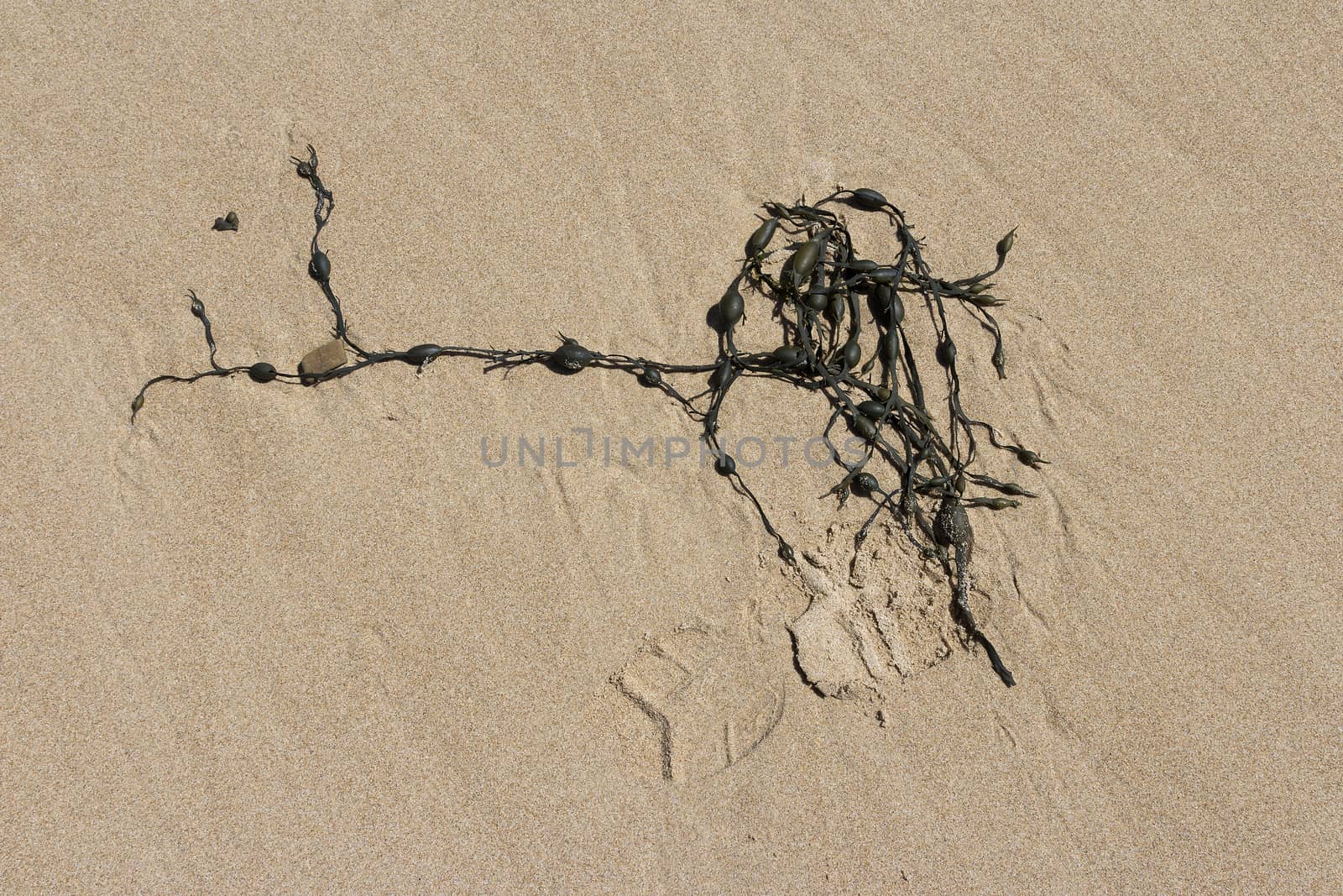 Algae in the sand with a shoe print on low tide