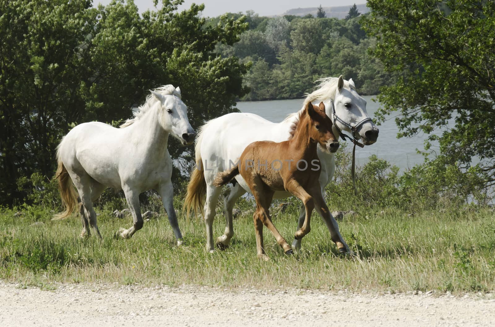 horses and a foal galloping in the campaign