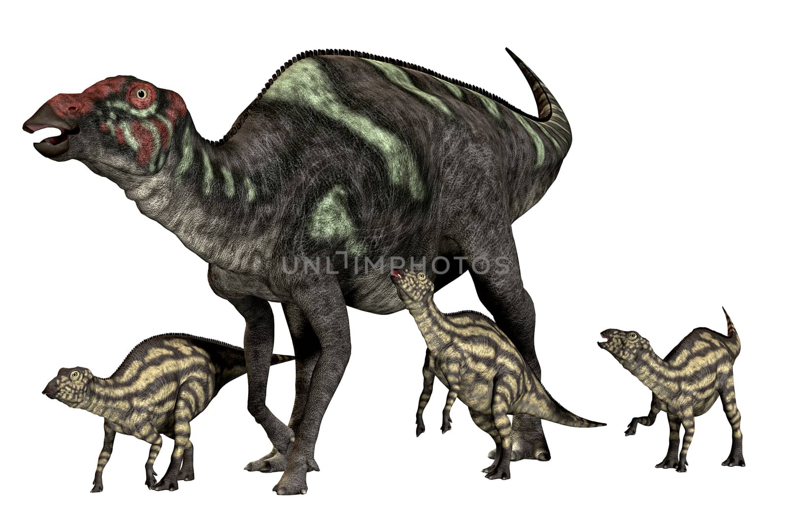 Maiasaura was a duck-billed herbivorous dinosaur that lived in Montana, USA in the Cretaceous Era.