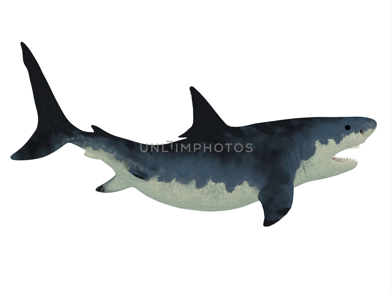 Megalodon Shark over White by Catmando