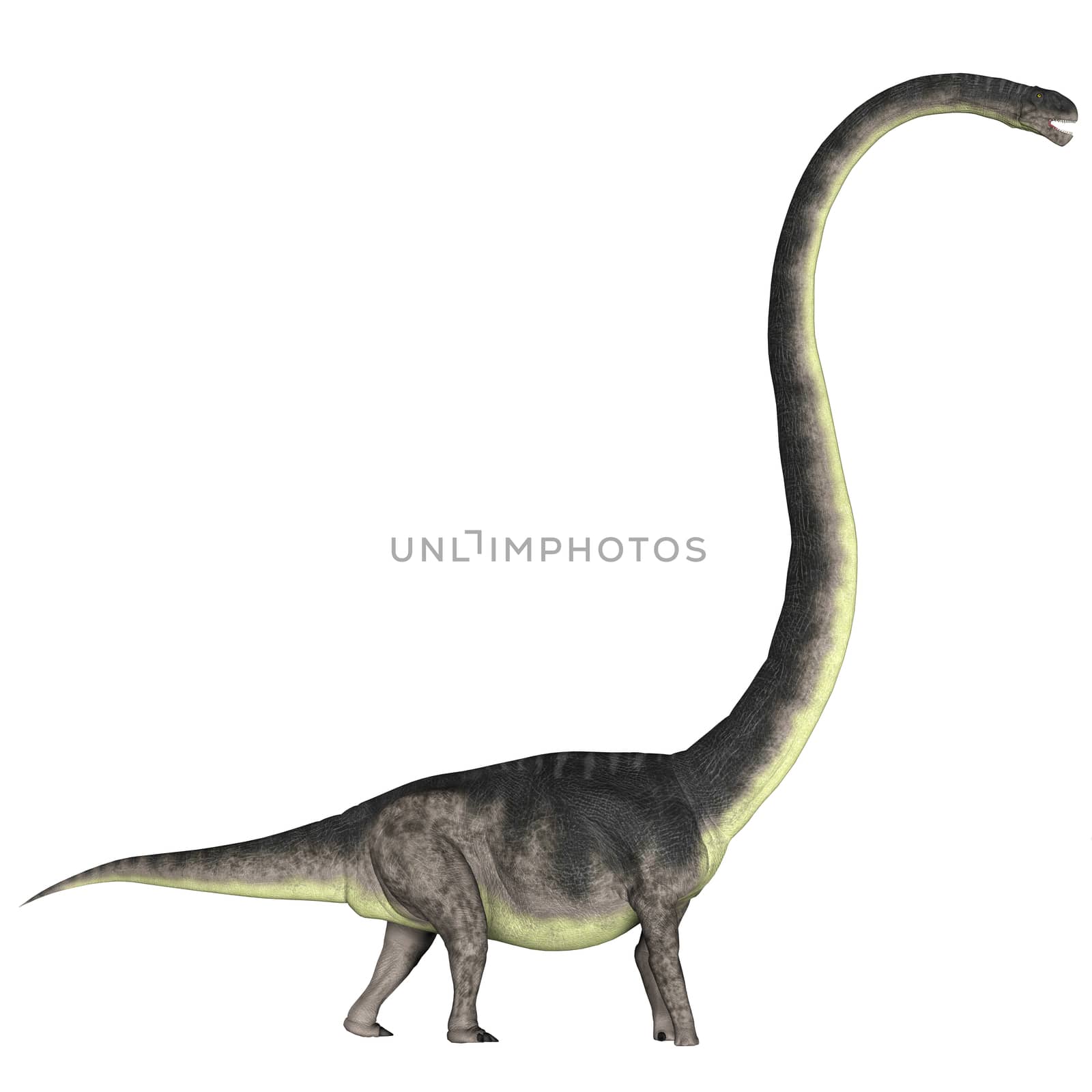 Omeisaurus over White by Catmando