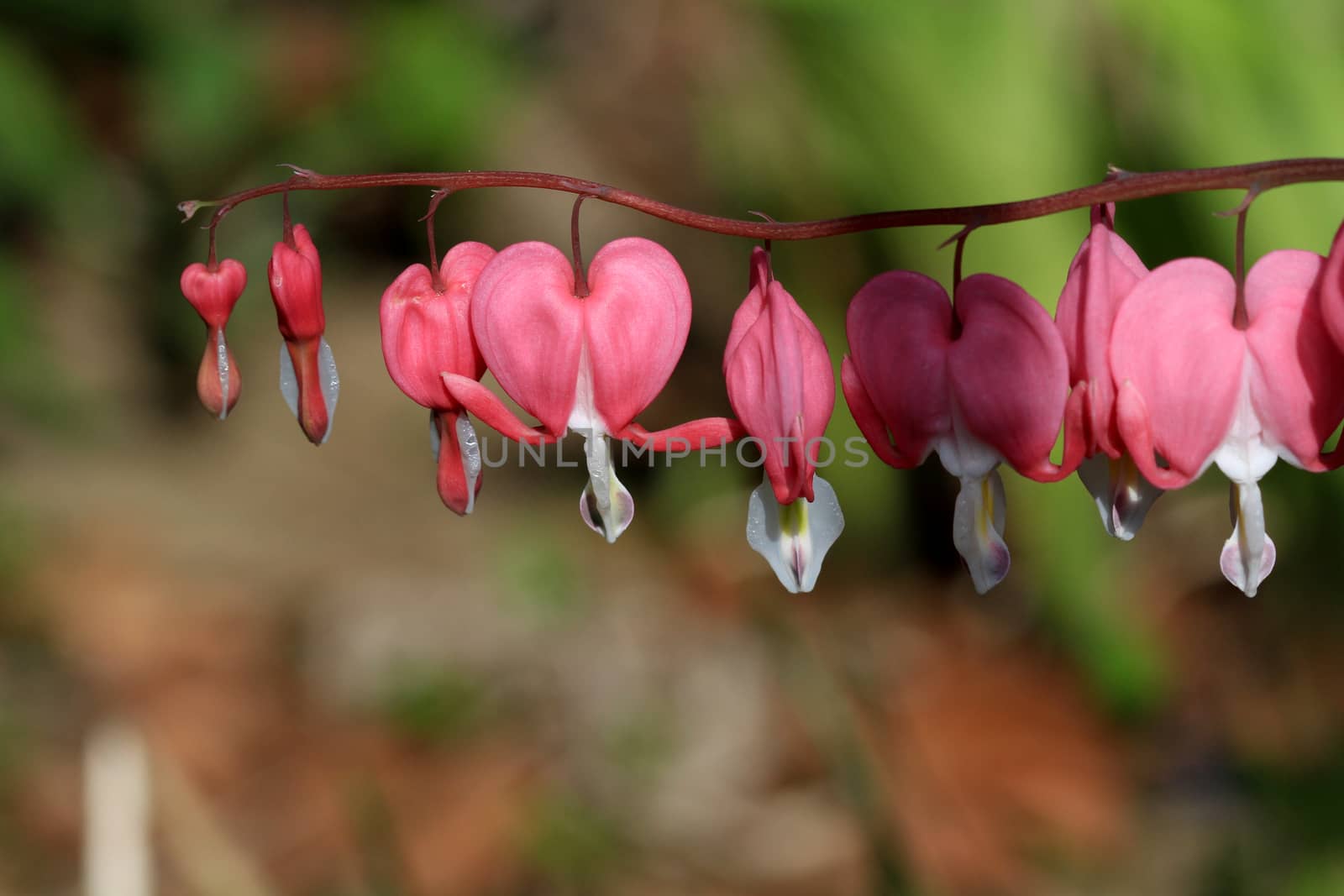 Bleeding Hearts Flower in early morning light