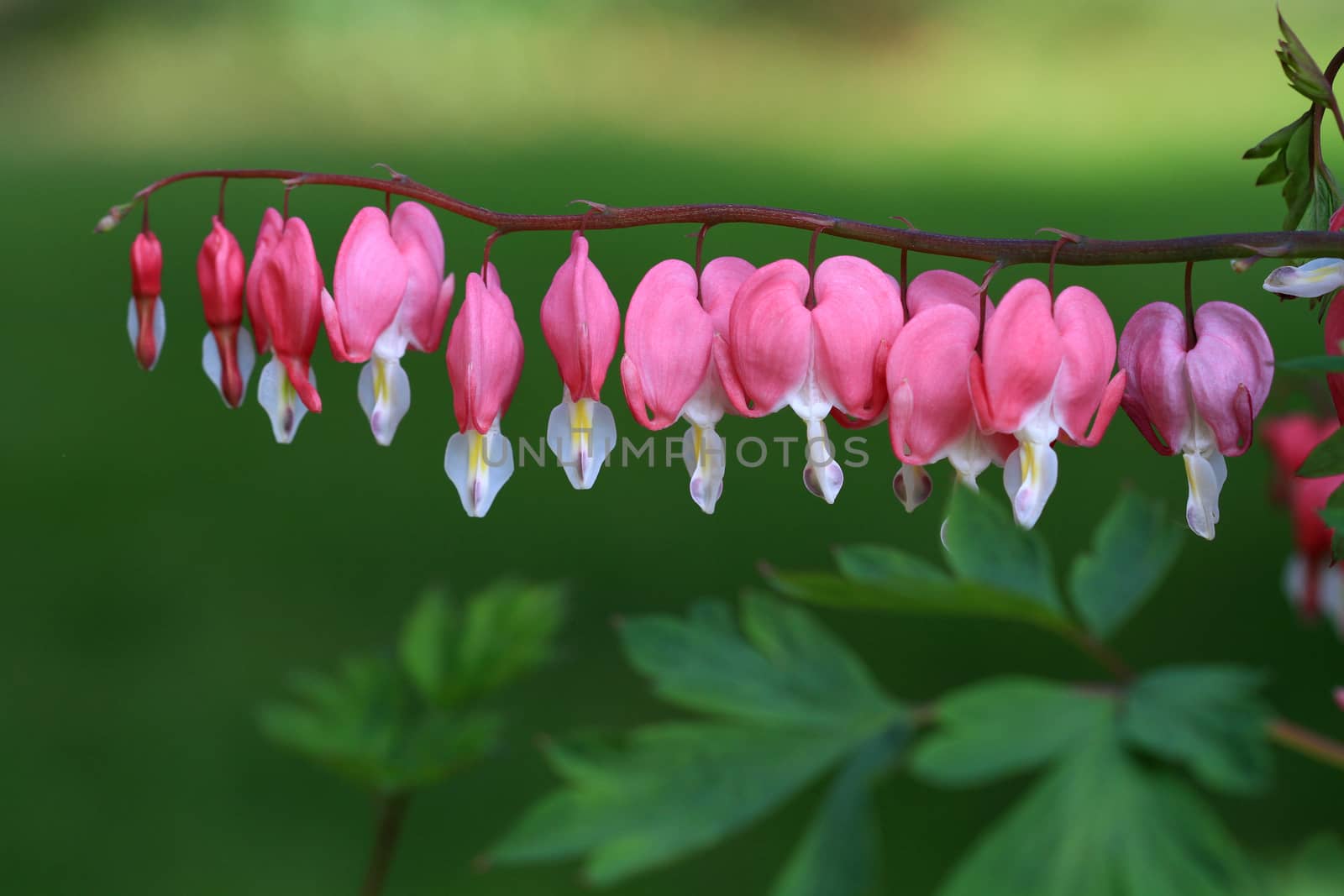 Bleeding Hearts Flower in early morning light