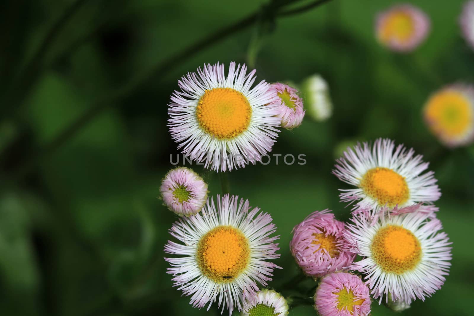 Daisy Fleabane Flower in early morning light