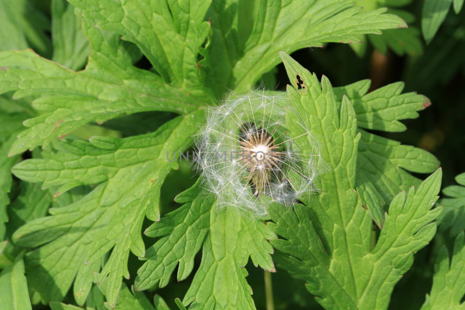 Dandelion seed head in early morning light