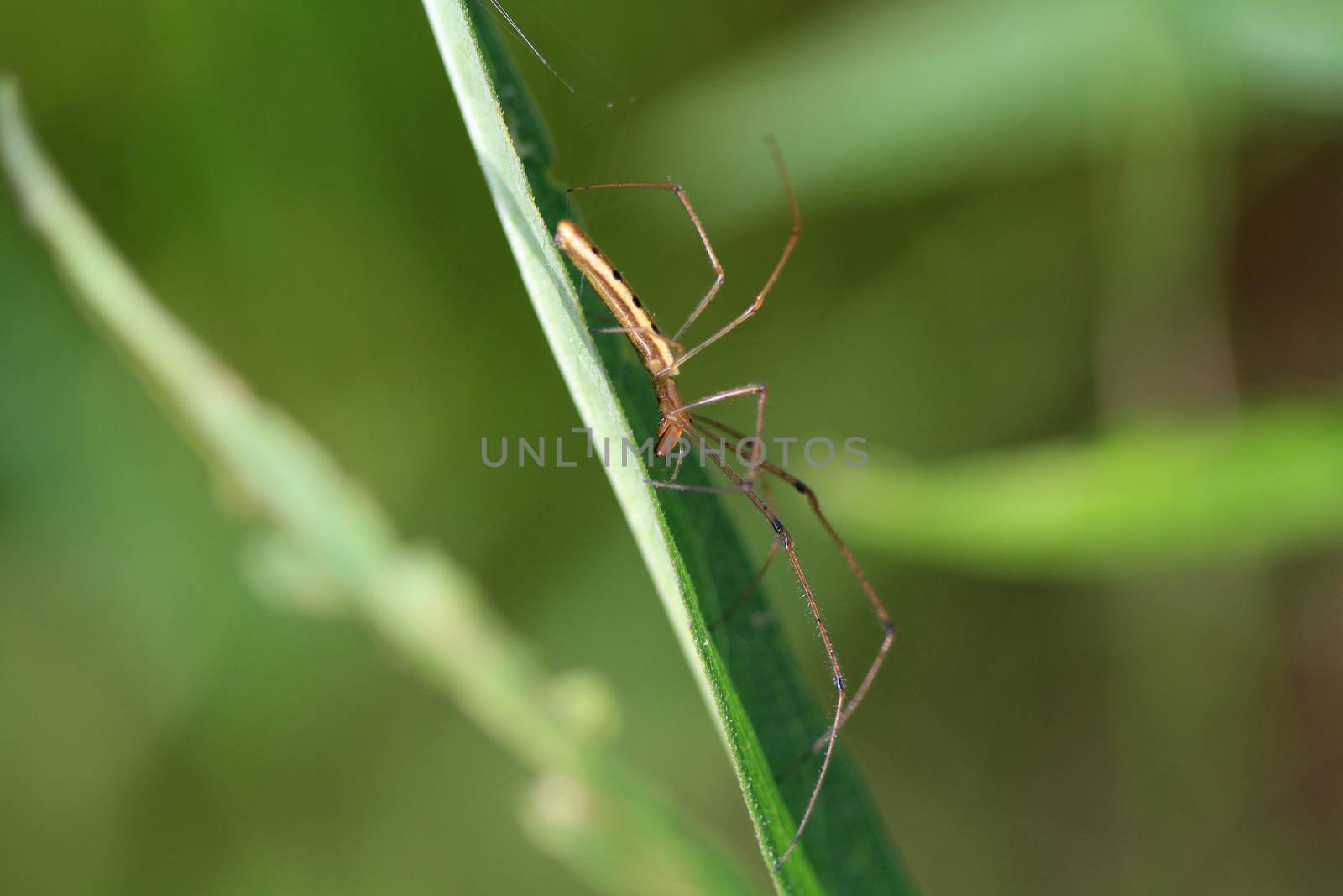 Long-jawed Orb Weaver Spider in early morning light