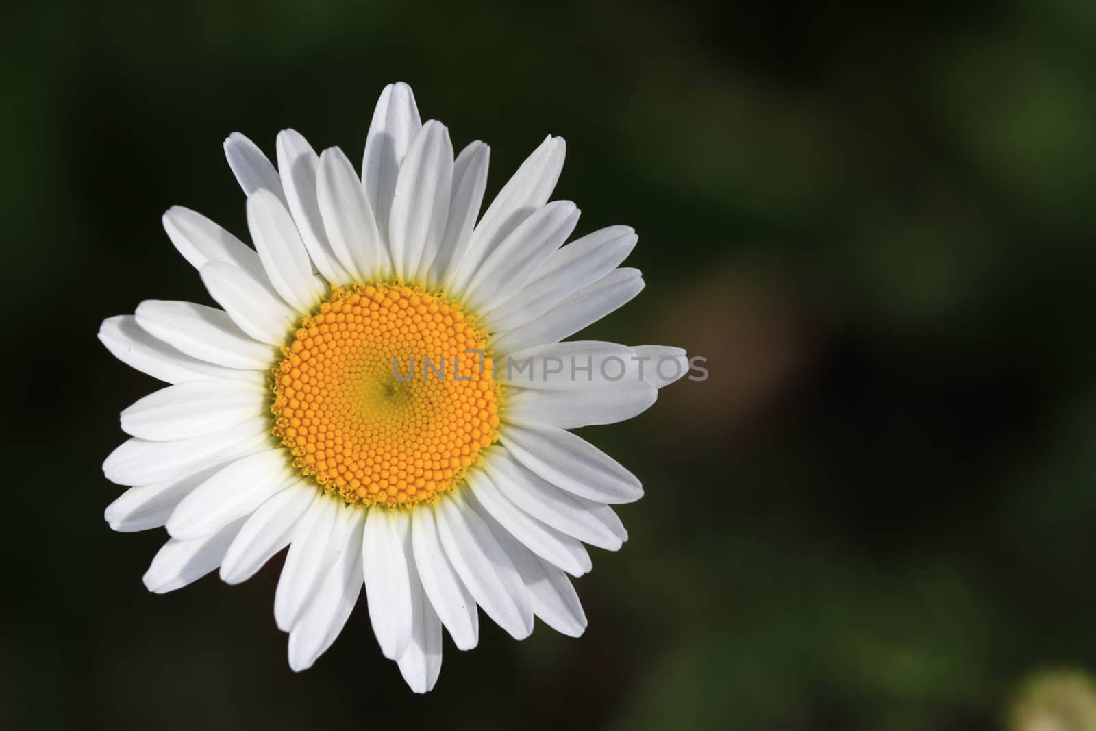 Ox-Eyed Daisy Flower in early morning light