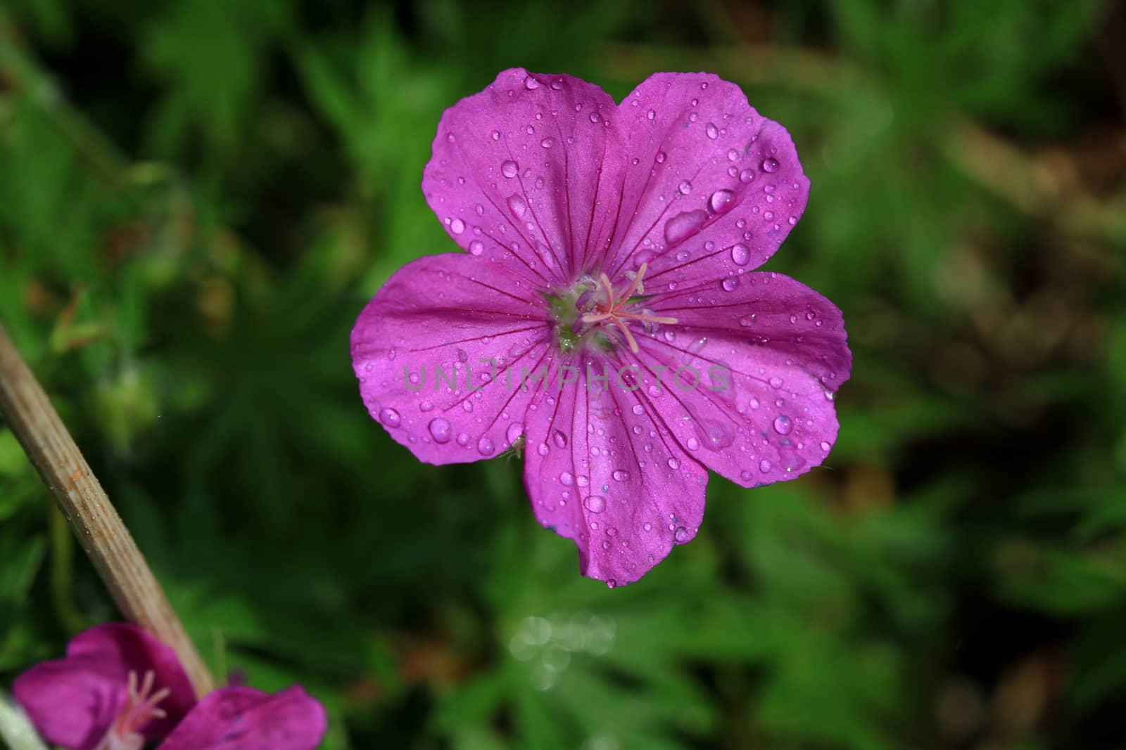 Wild Geranium Flower in early morning light