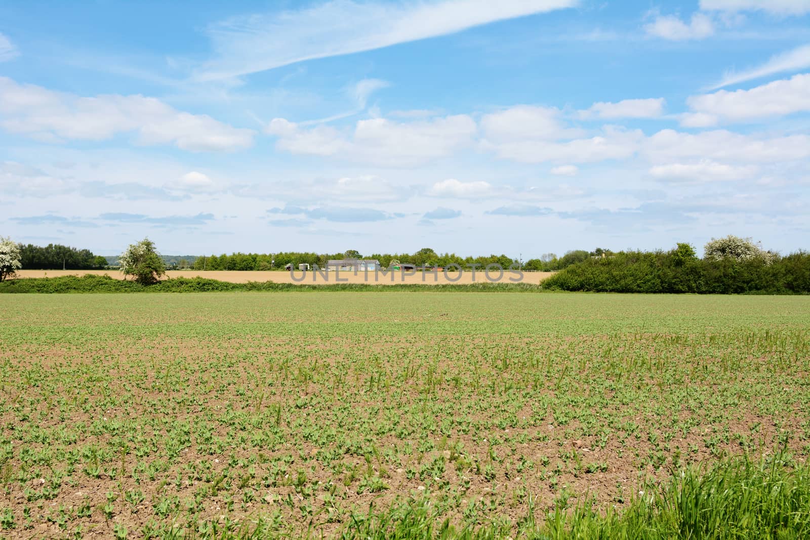 Farmland with young crops starting to grow in the spring, agricultural buildings beyond