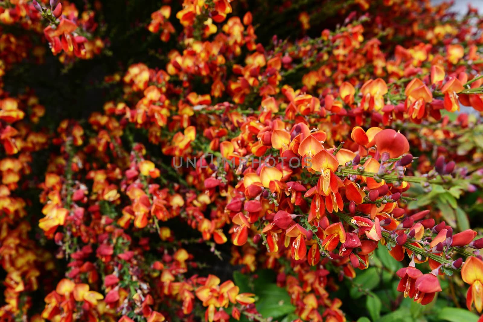 Dense spray of red broom flowers (cytisus scoparius) in selective focus