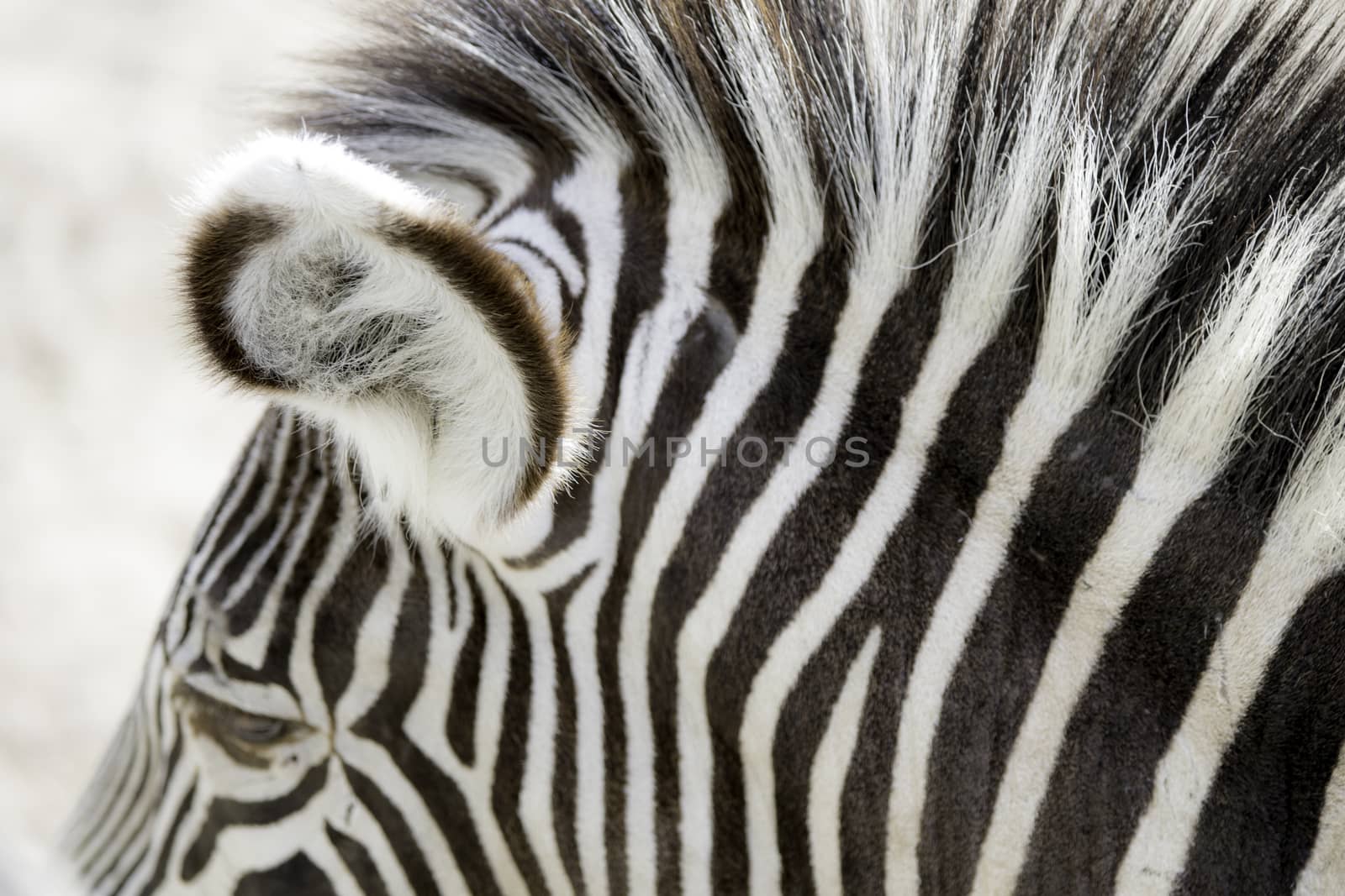 Imperial zebra by thomas_males