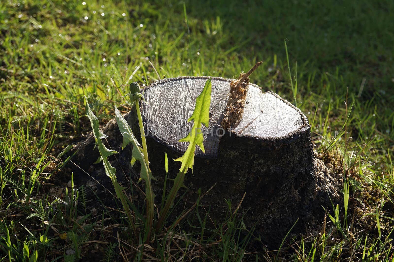 Dandelion and the felled tree