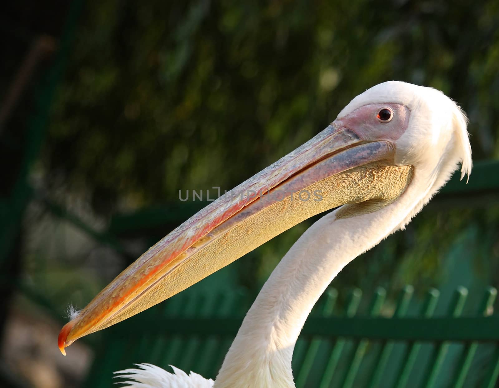 Pelican by Lessadar