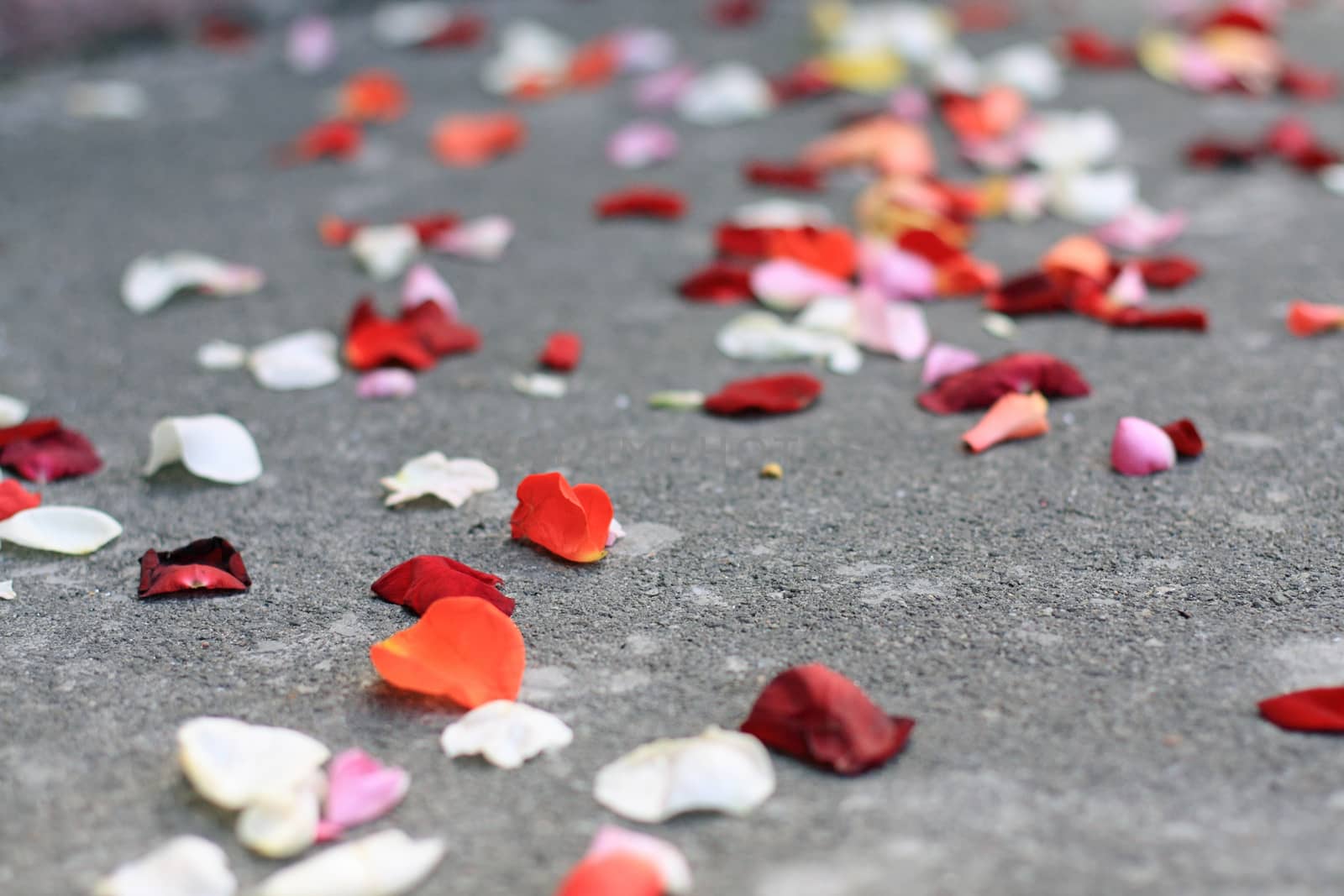 Rose petals by Lessadar