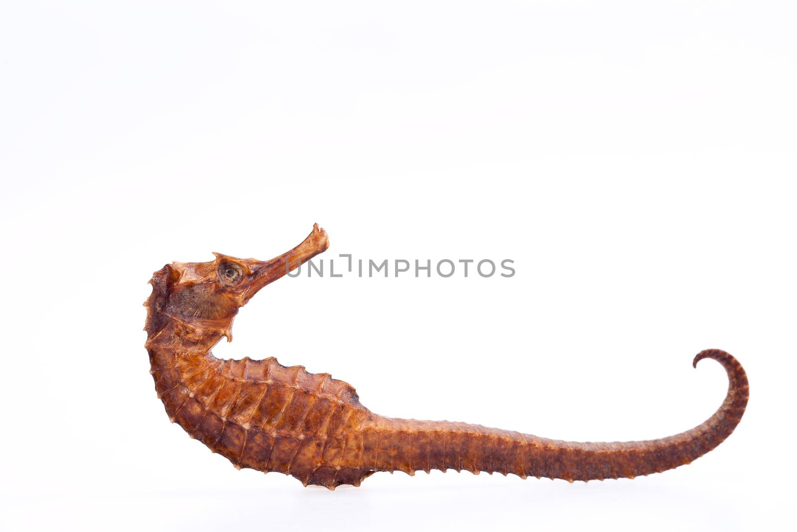 dried seahorse isolated on white background