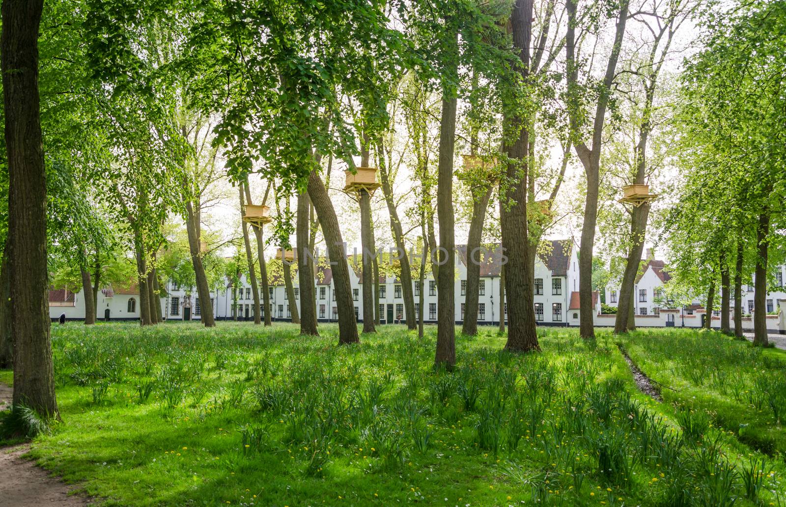 Tree Houses in the Beguinage Garden in Bruges by siraanamwong