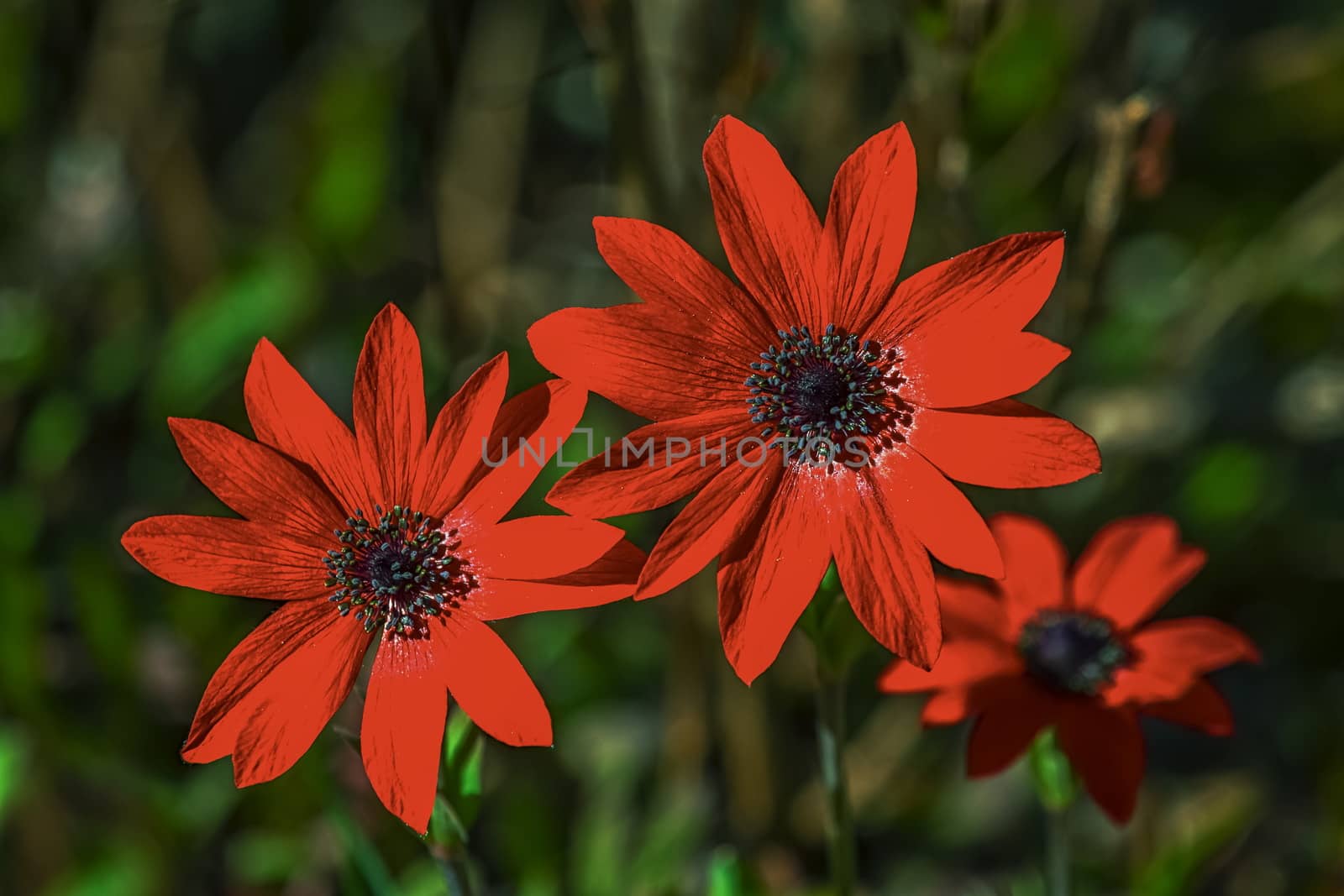 Close up on red anemone pavonina flowers