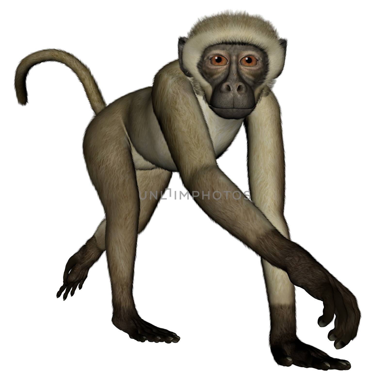 Monkey walking isolated in white background- 3D render