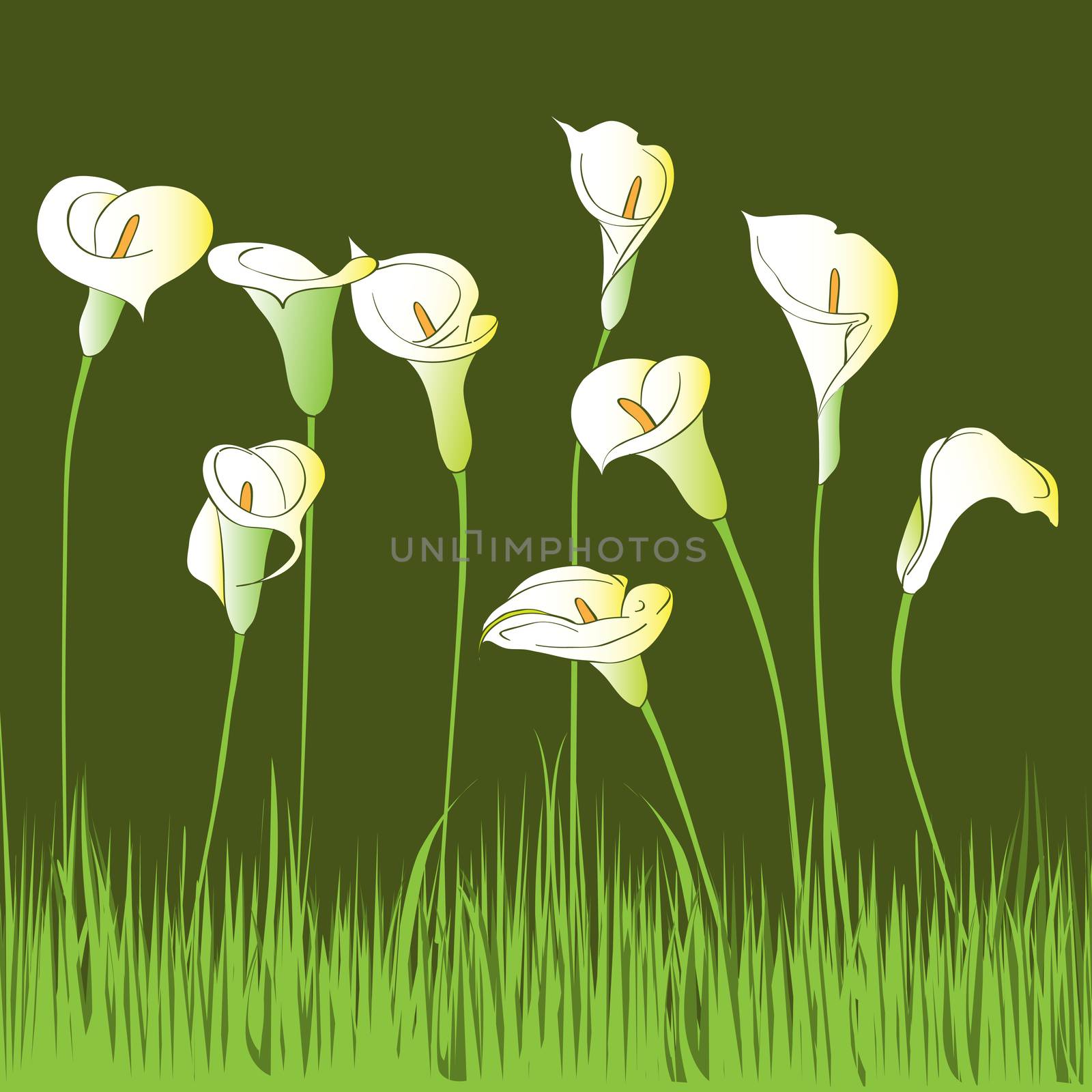 Hand drawn illustration of a calla garden card over a dark green background