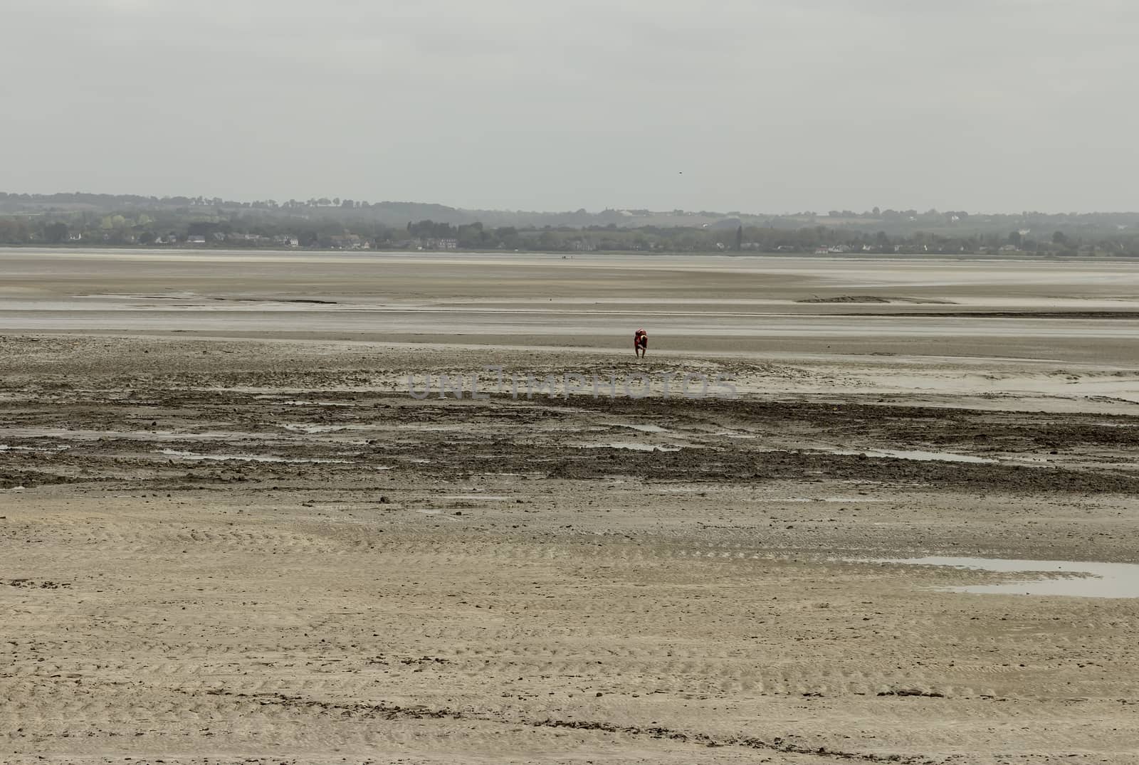 Walking on the muddy fields to Mont St Michel requires a guide