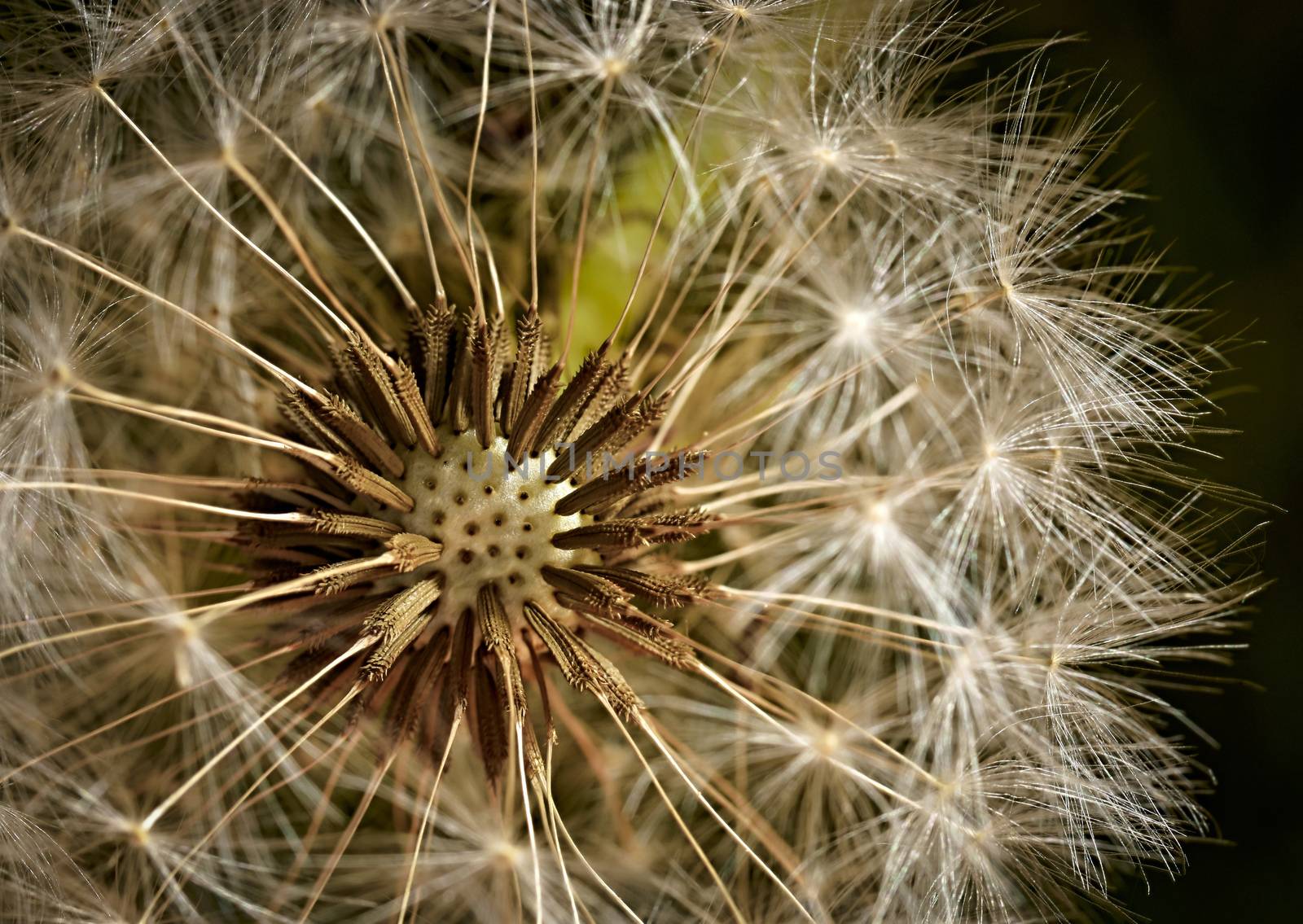 abstract background detail flowering dandelion