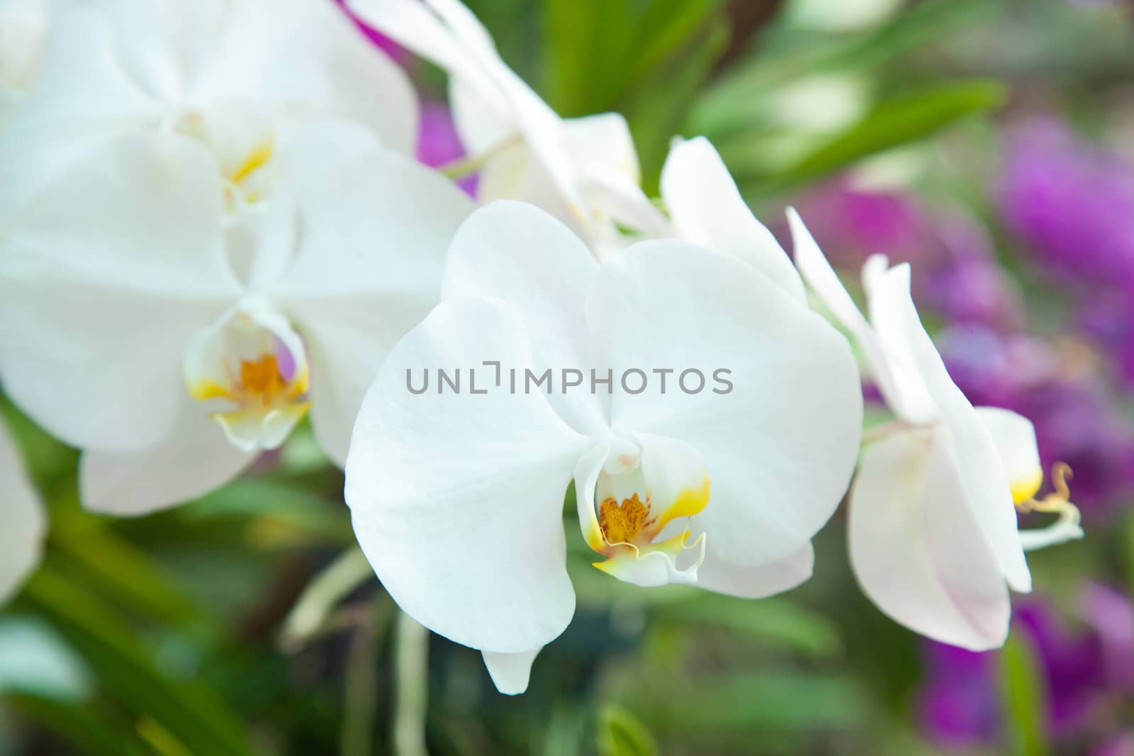 flowers of white orchids In full bloom with yellow stamens.
