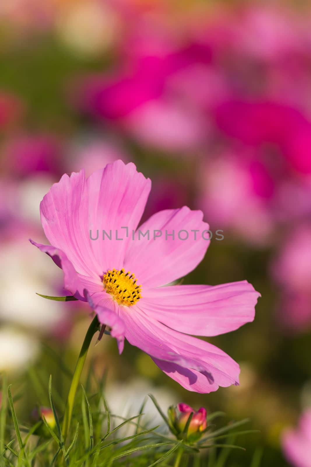 Close up pink cosmos flower family fompositae in garden