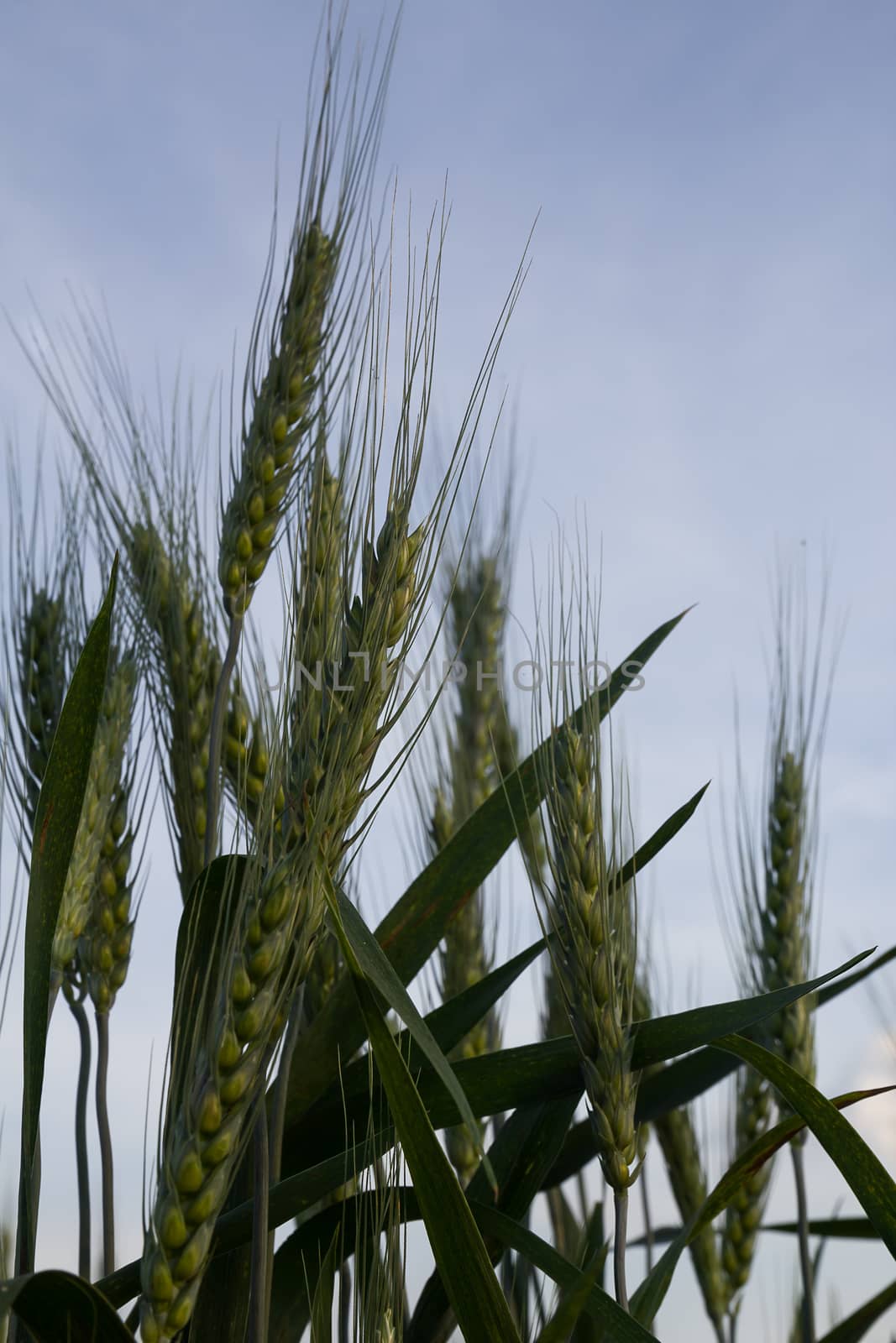 Close up Wheat field in country side by stoonn