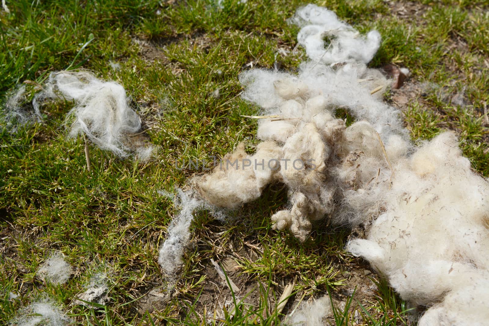 Detail of sheared sheep fleece on green grass